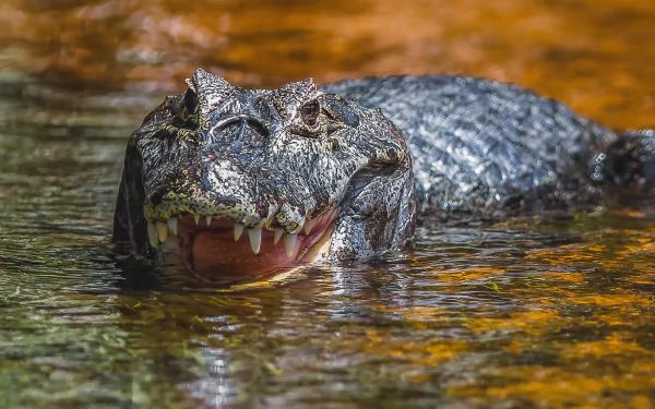 water Animal alligator HD Desktop Wallpaper | Background Image