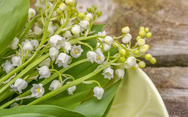 nature lily of the valley HD Desktop Wallpaper | Background Image