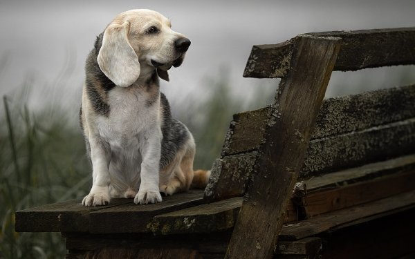 Animal Beagle Dogs Dog HD Wallpaper | Background Image
