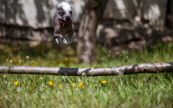Animal chinese crested dog HD Desktop Wallpaper | Background Image