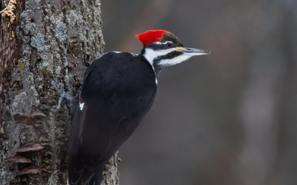 Animal woodpecker HD Desktop Wallpaper | Background Image