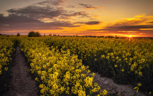 sunset field nature rapeseed HD Desktop Wallpaper | Background Image