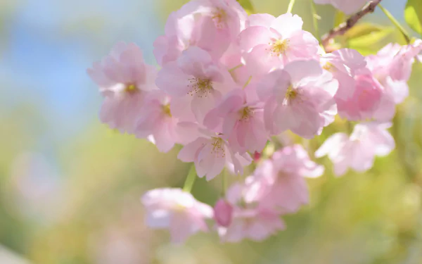 nature sakura HD Desktop Wallpaper | Background Image