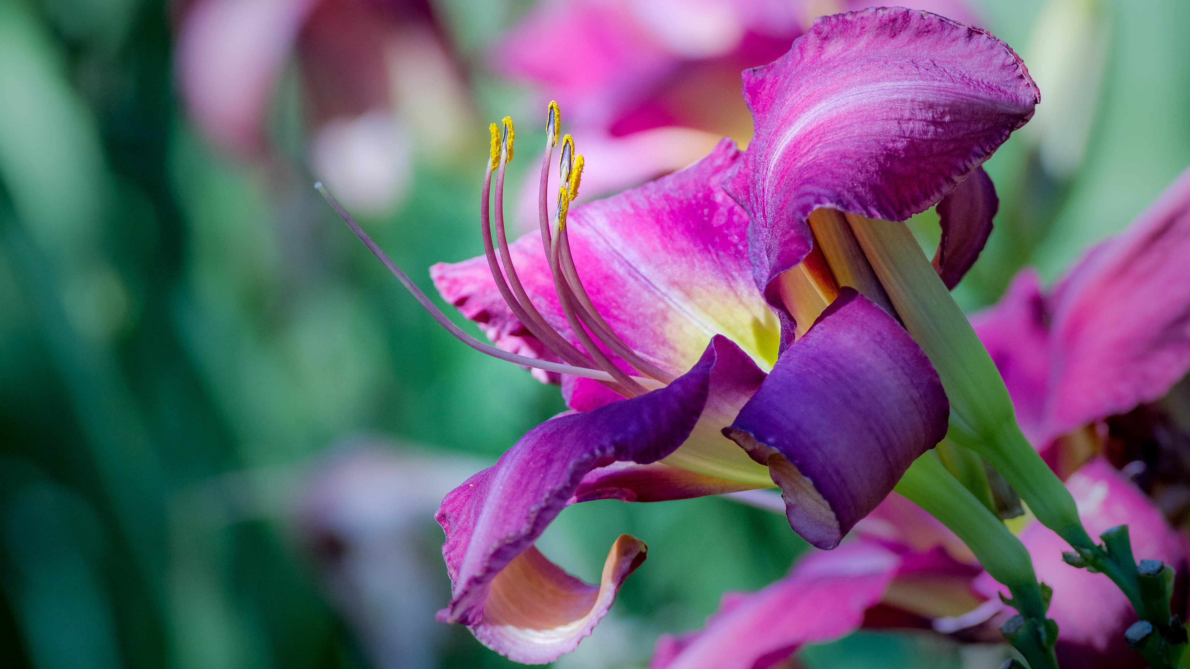 Download Petal Macro Flower Nature Lily 4k Ultra HD Wallpaper