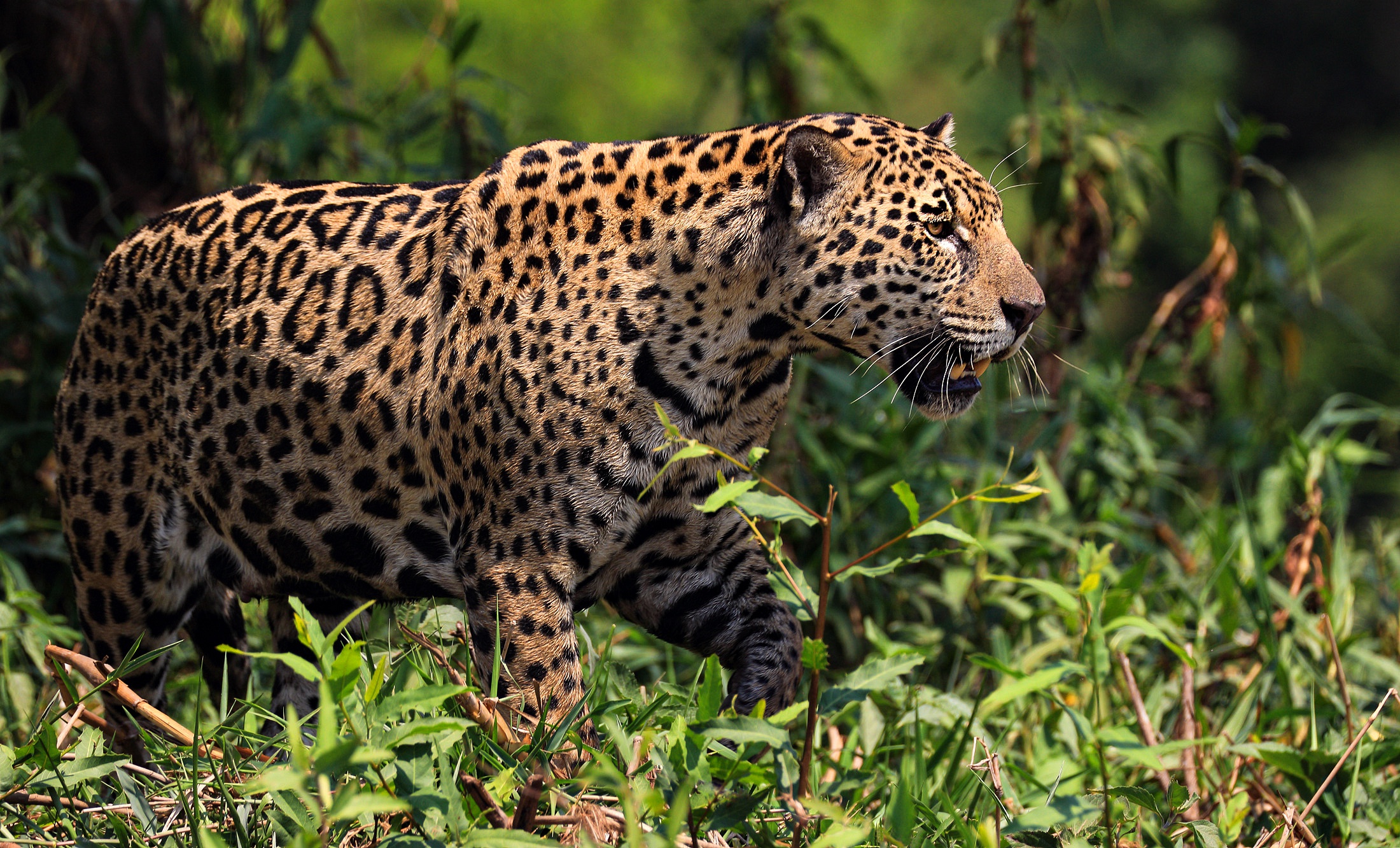 Download Animal Leopard HD Wallpaper