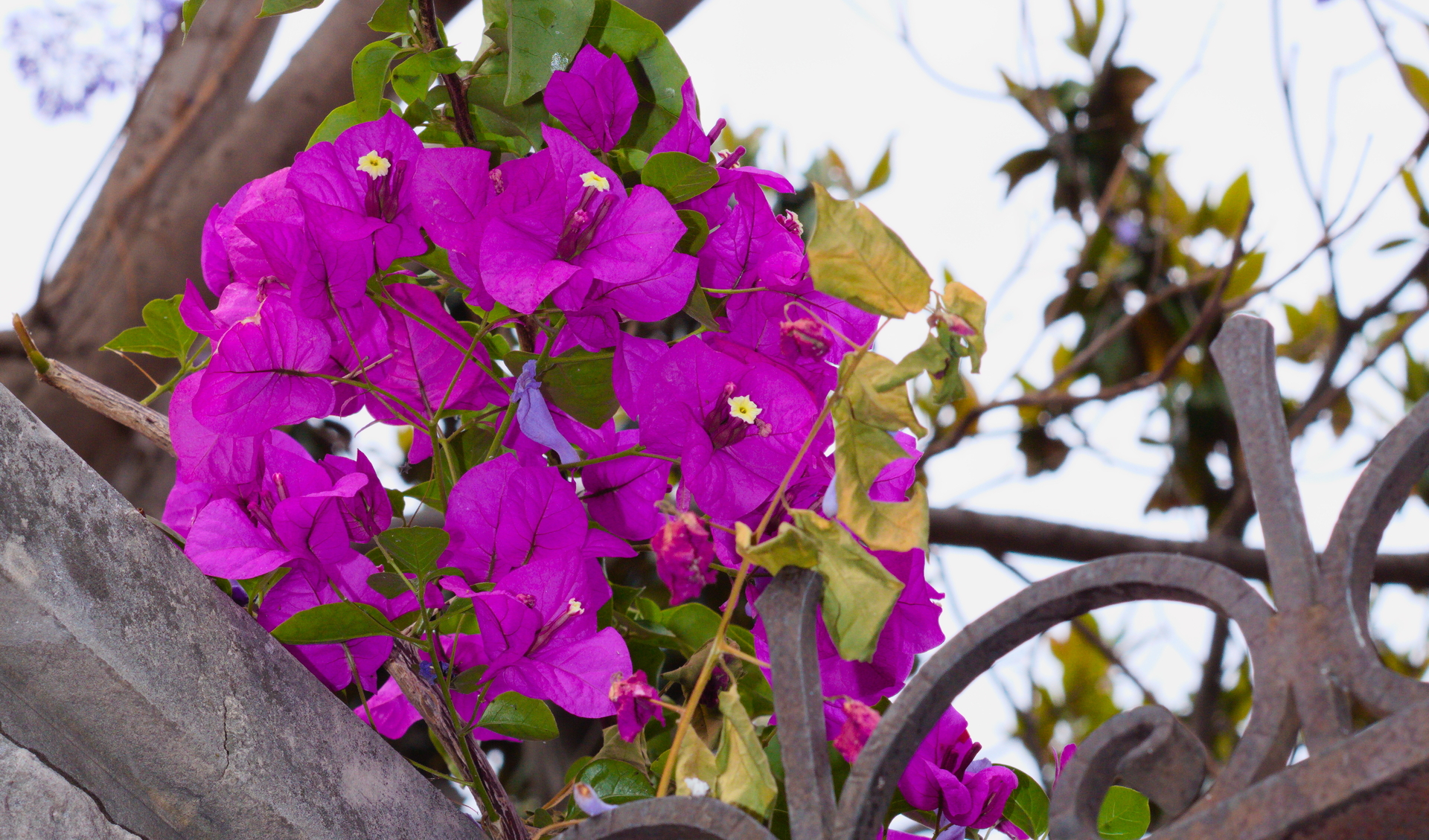 Bougainvillea Plant HD Wallpaper | Background Image | 1920x1129 | ID