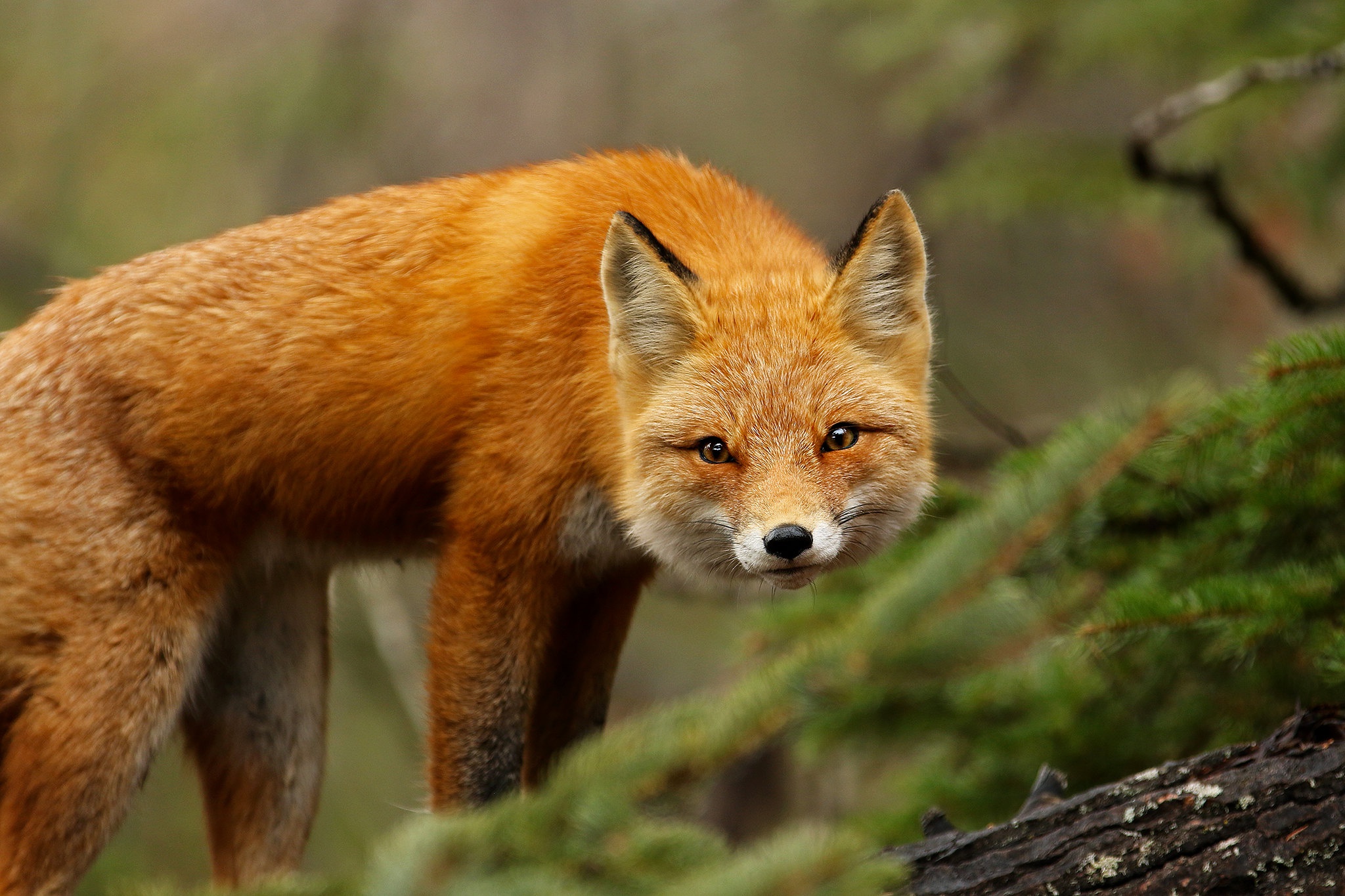 Download Animal Fox HD Wallpaper