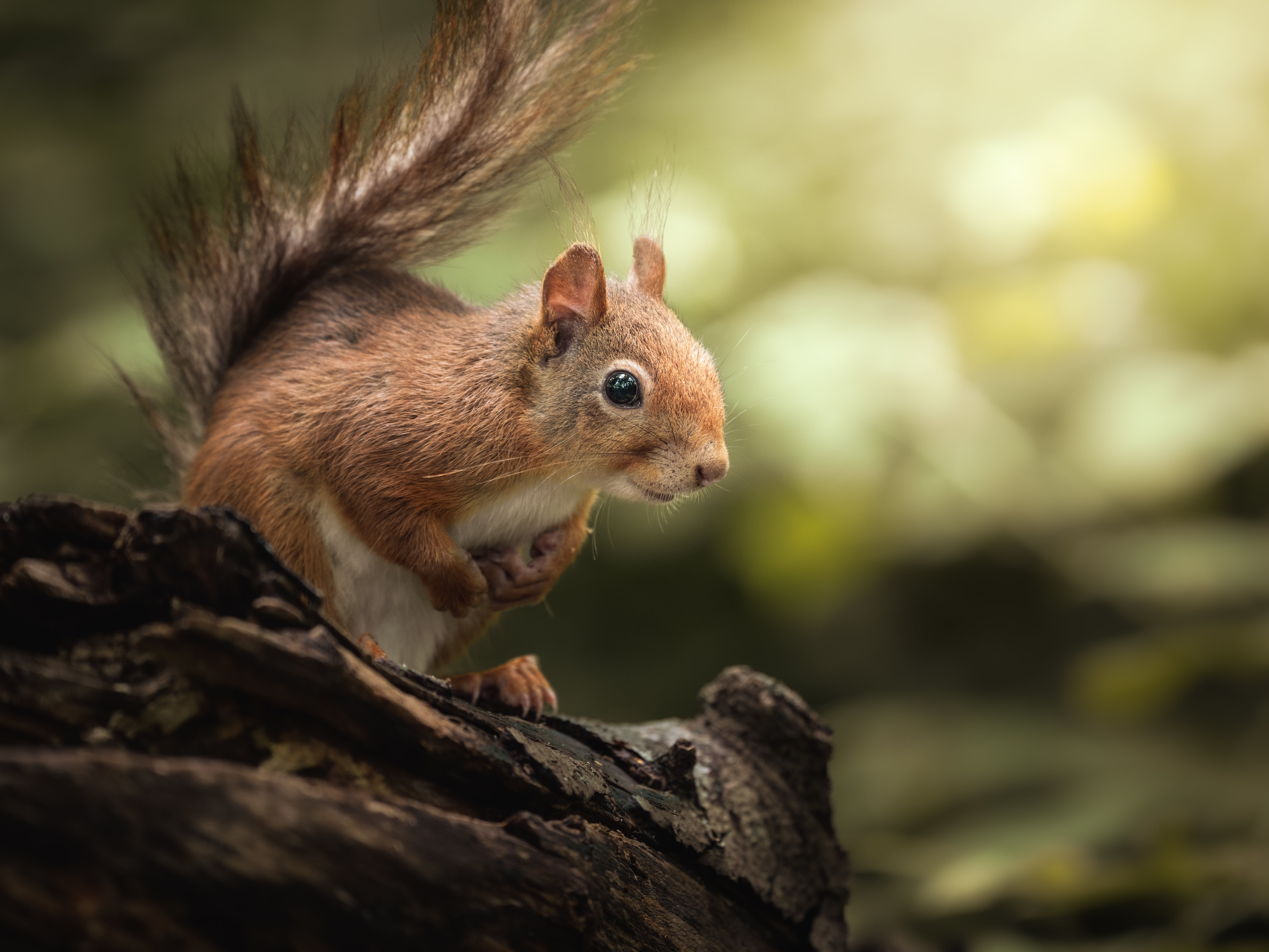 Animal Squirrel 4k Ultra HD Wallpaper