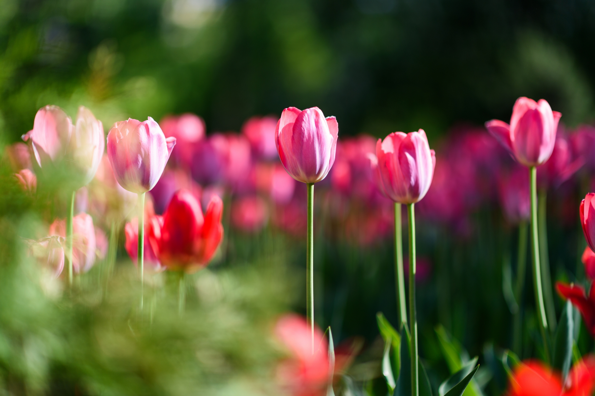 Flower color mutants in Tulipa gesneriana | Download Scientific Diagram