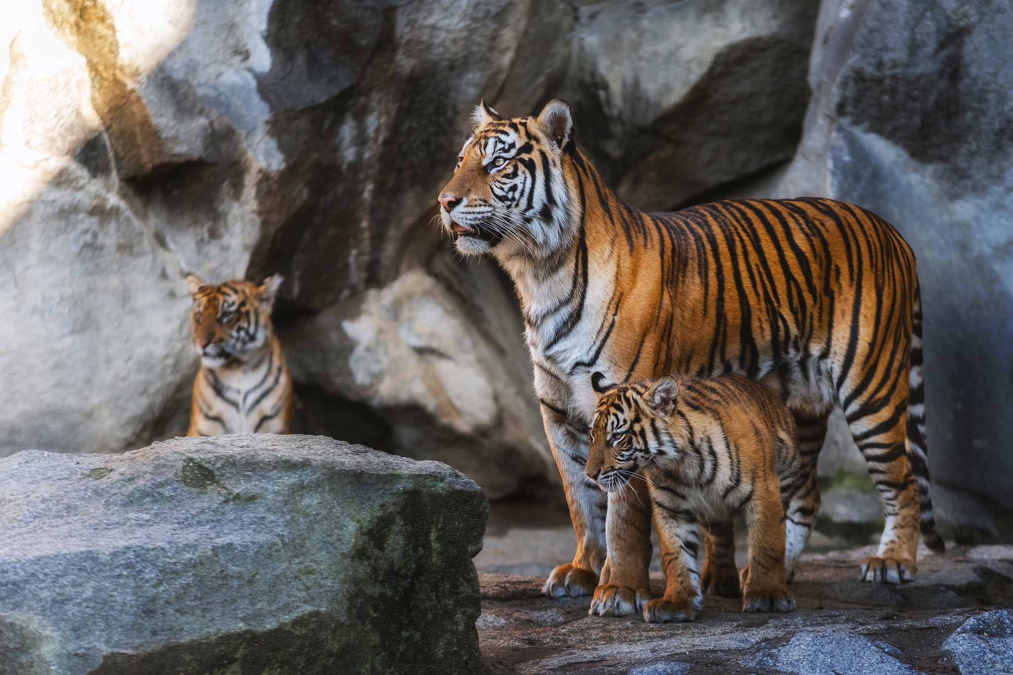 Female tiger with his her two cubs HD Wallpaper | Background Image | 2048x1365 | ID:1096612 - Wallpaper Abyss