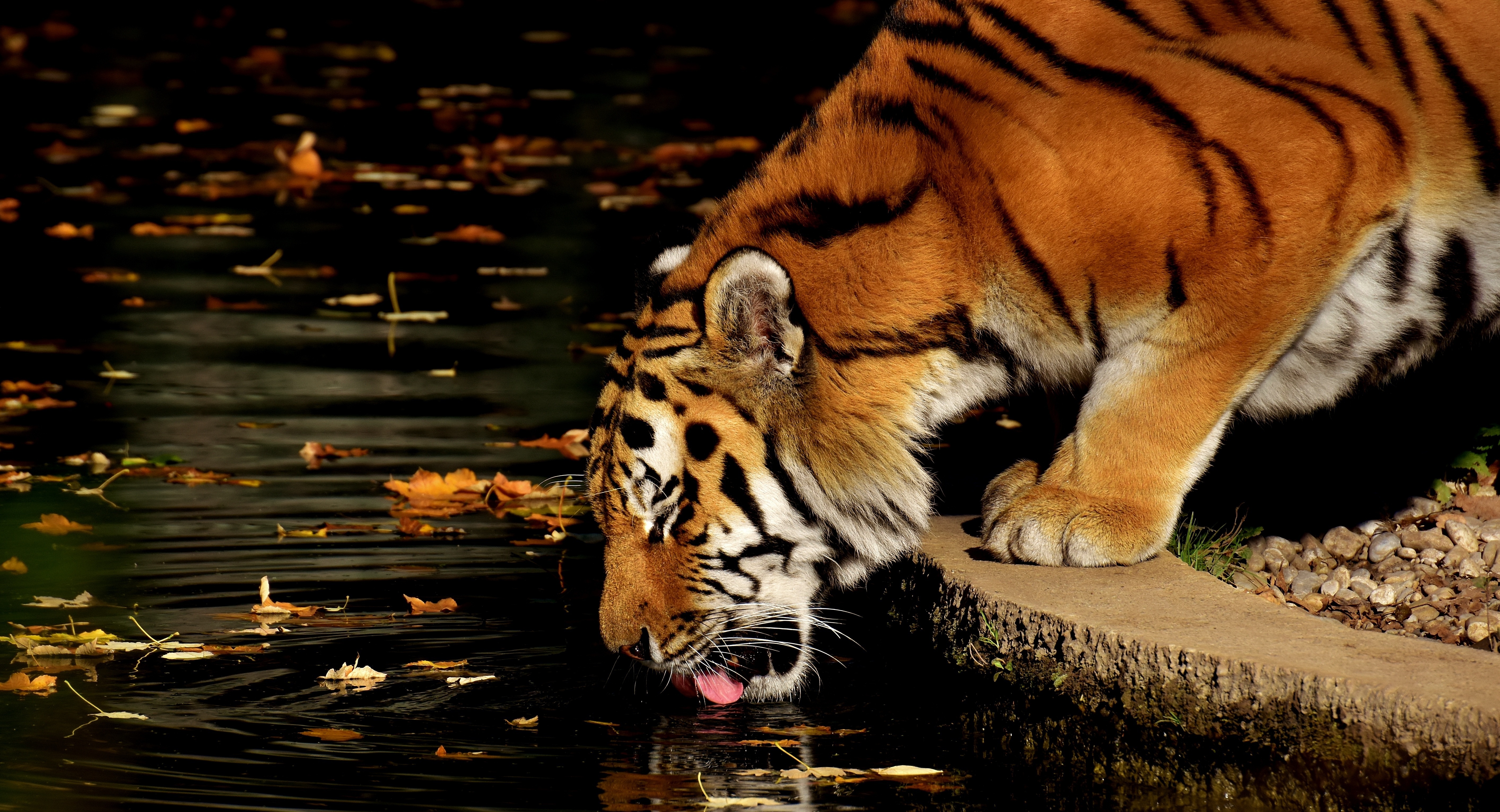 Download Animal Tiger 4k Ultra HD Wallpaper