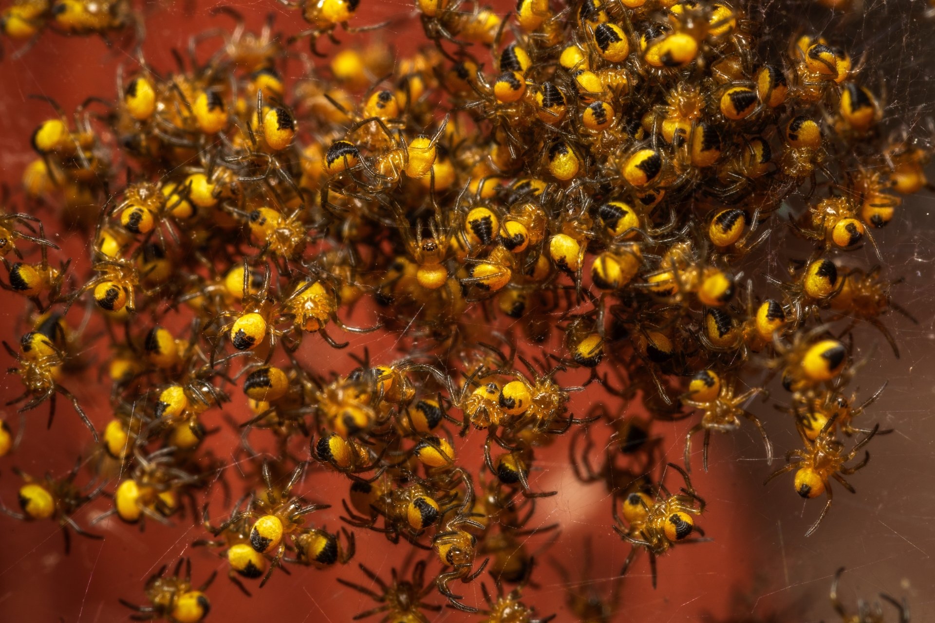 Download Animal Spider 4k Ultra HD Wallpaper