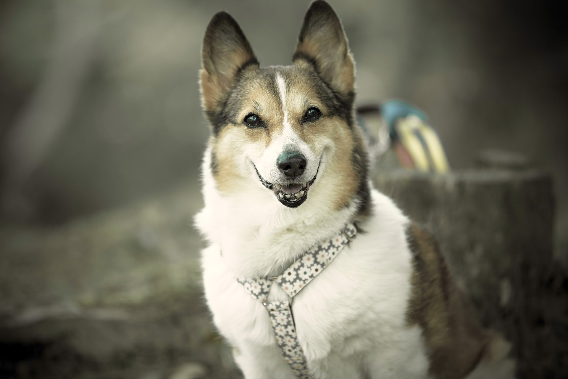Download Animal Corgi 4k Ultra HD Wallpaper by Moaan