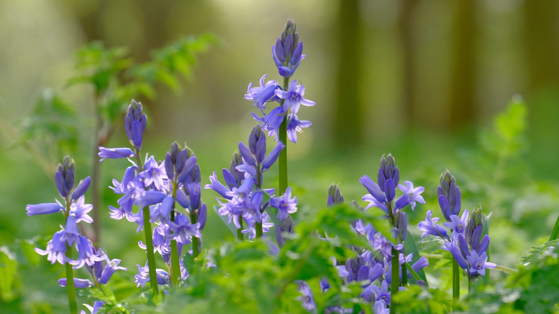 Purple woodland bluebells rising amid soft-focus green forest, a nature, flower scene rendered as a 4K Ultra HD PC desktop wallpaper/background.