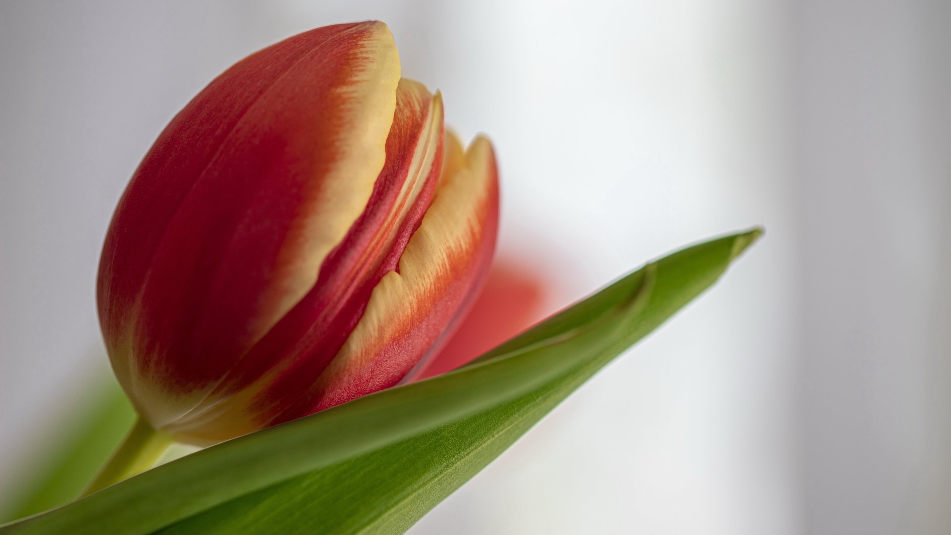 Download Nature Tulip 4k Ultra HD Wallpaper | 3840x2160 | Wallpaper Abyss