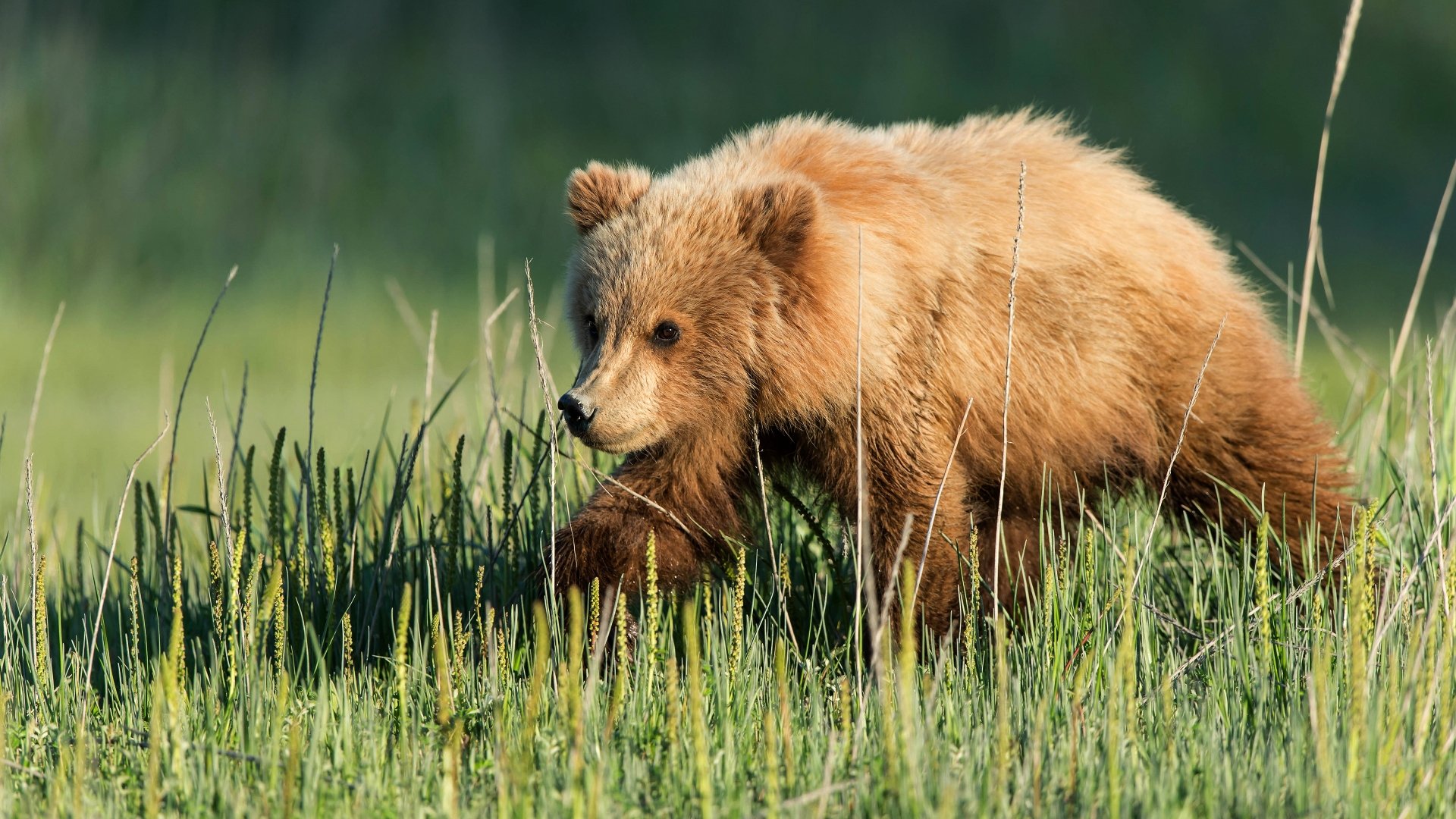 Download Cub Animal Bear 4k Ultra HD Wallpaper