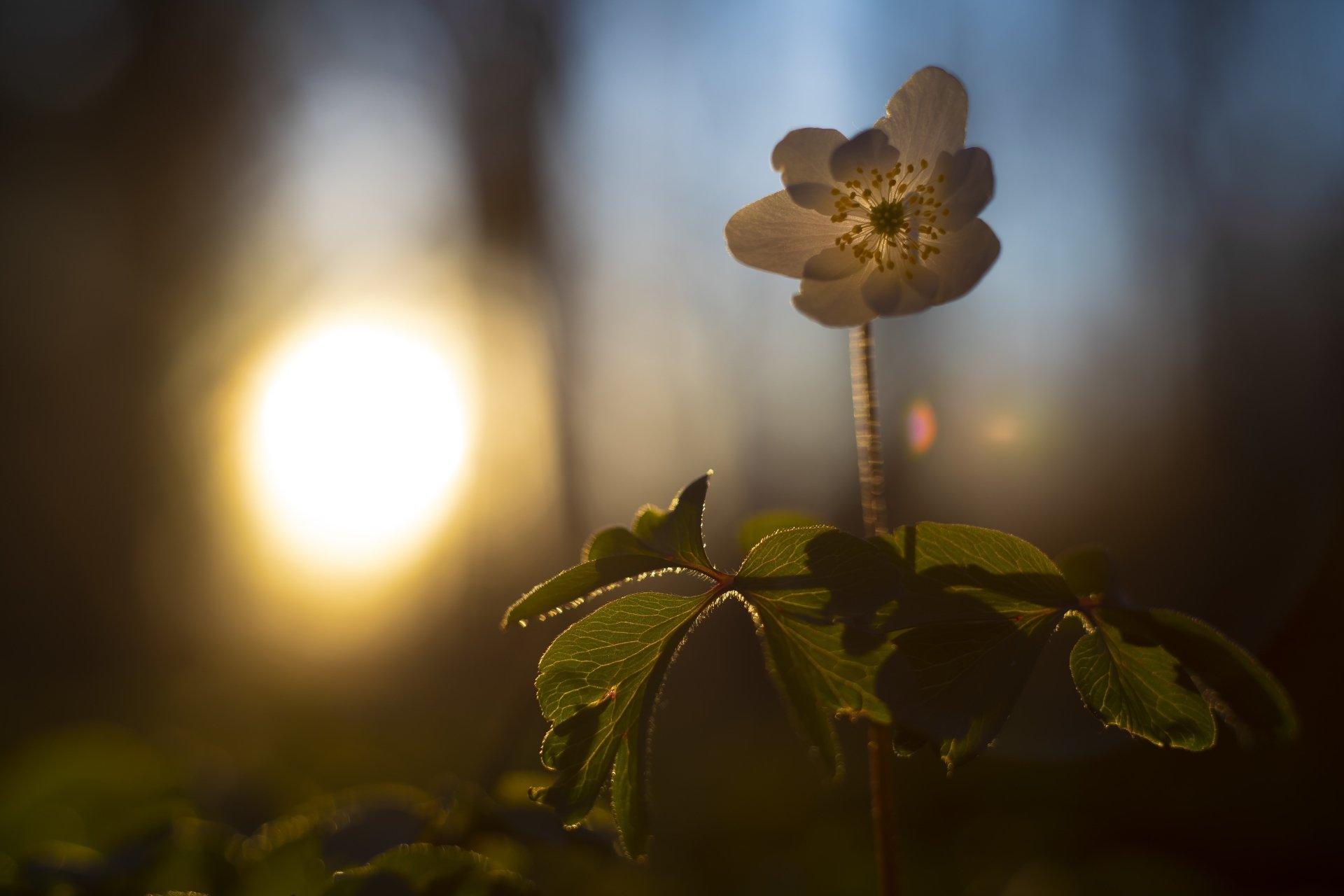 Download Spring Nature Flower Anemone 4k Ultra HD Wallpaper