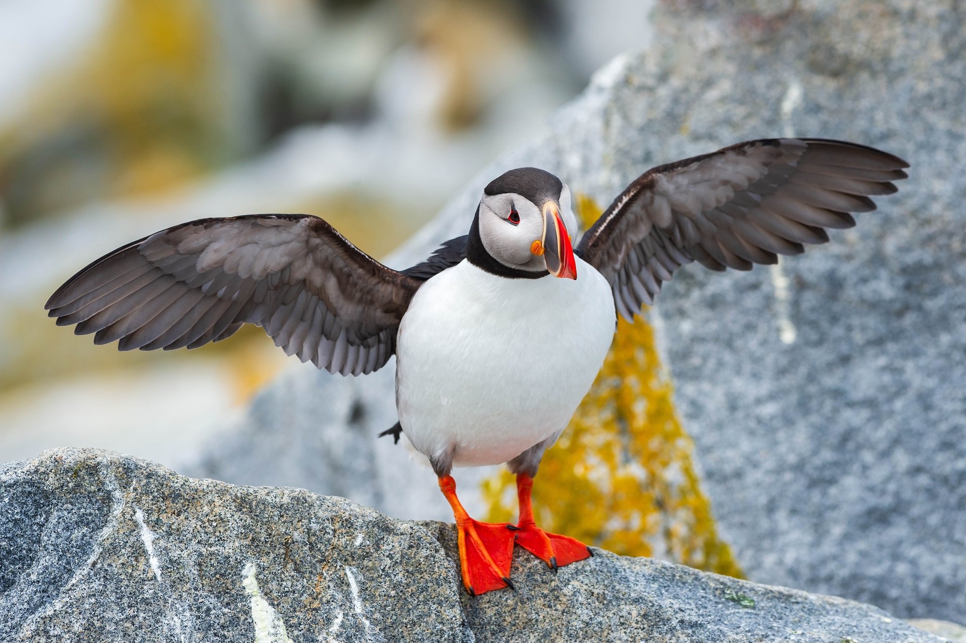 Papageientaucher 4k Ultra HD Wallpaper Hintergrund 3840x2556 ID