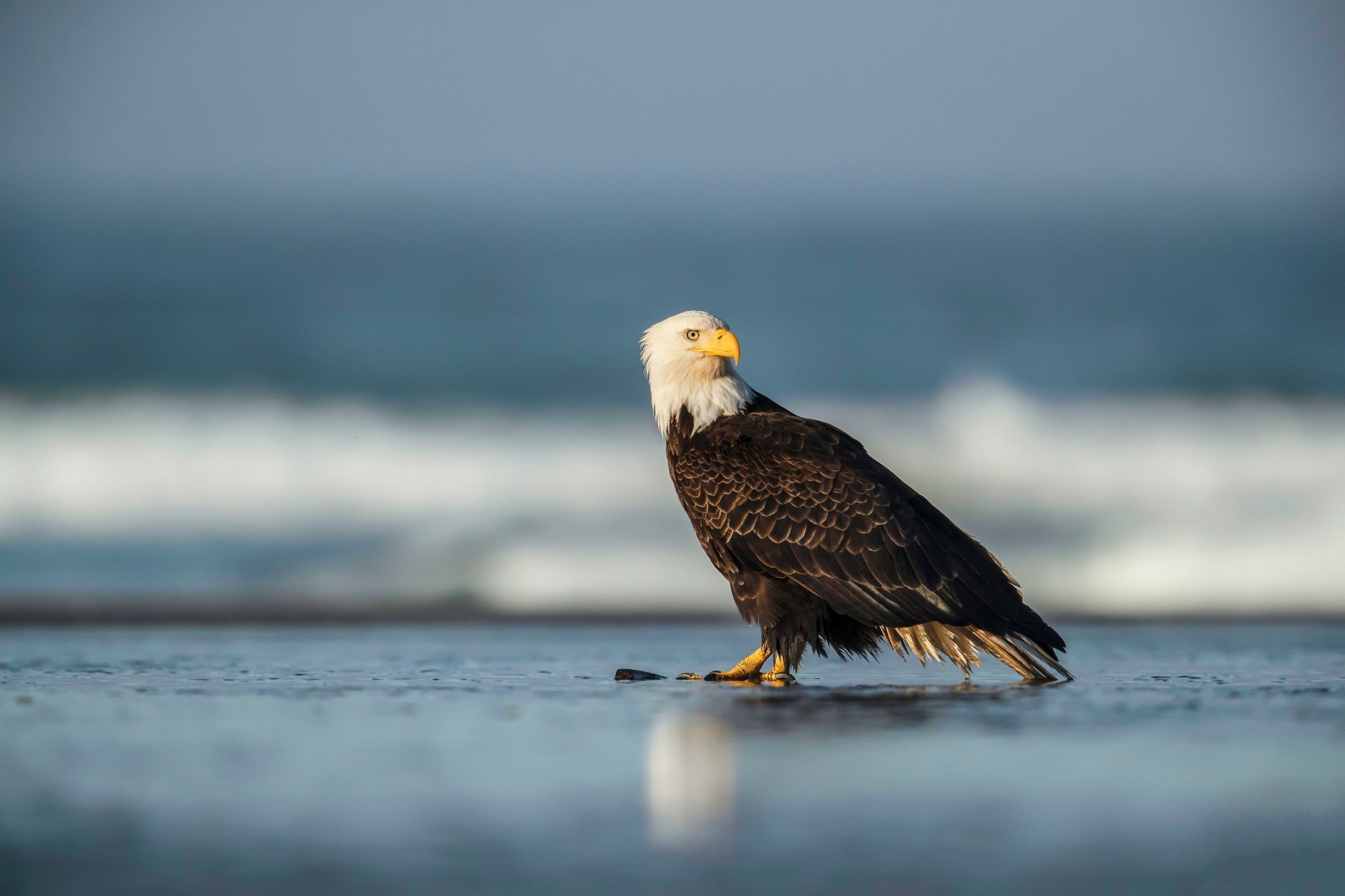 Download Bird Of Prey Eagle Animal Bald Eagle 4k Ultra HD Wallpaper