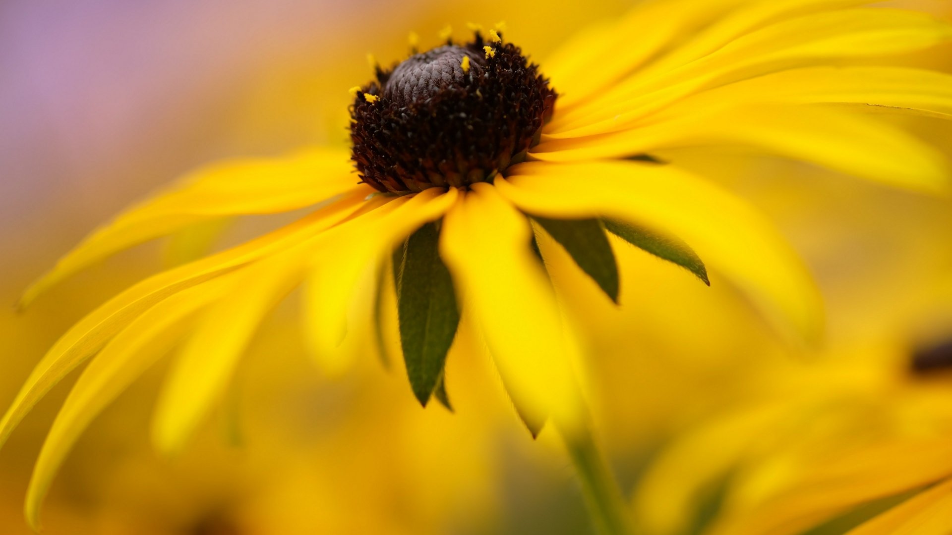 Download Rudbeckia Nature Black-eyed Susan 4k Ultra HD Wallpaper