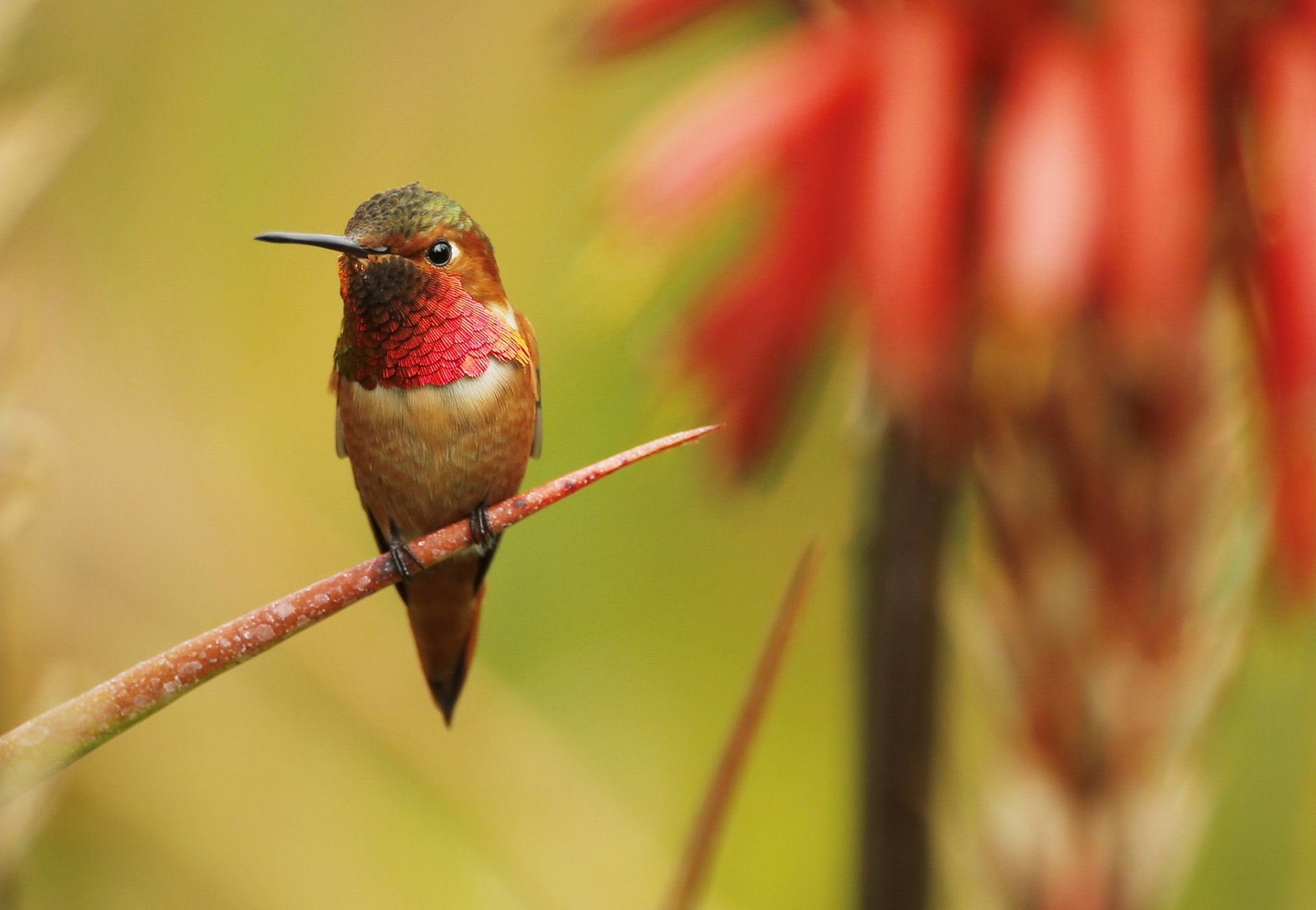 Download Animal Hummingbird HD Wallpaper