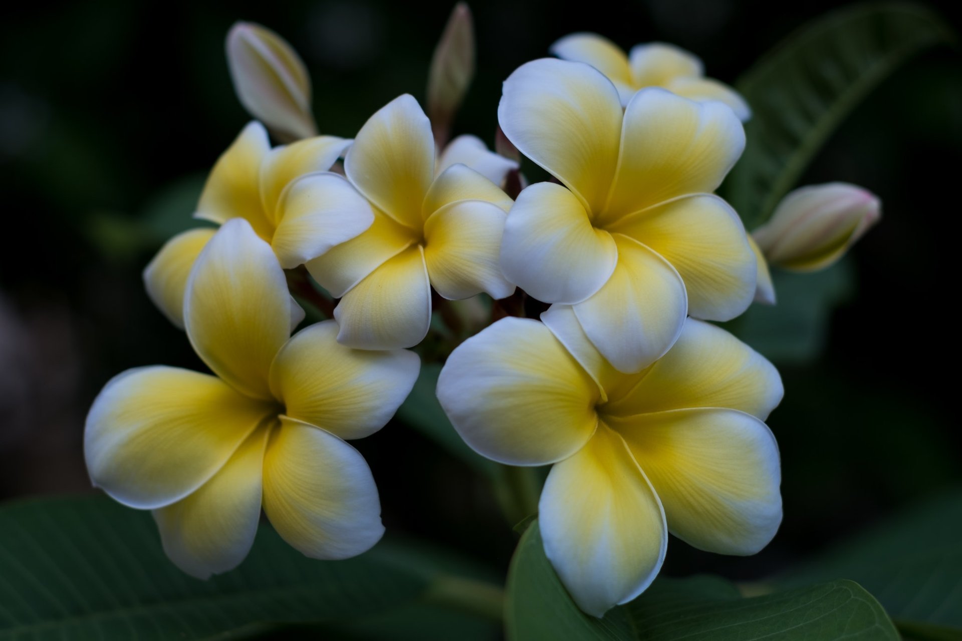Download Nature Frangipani HD Wallpaper