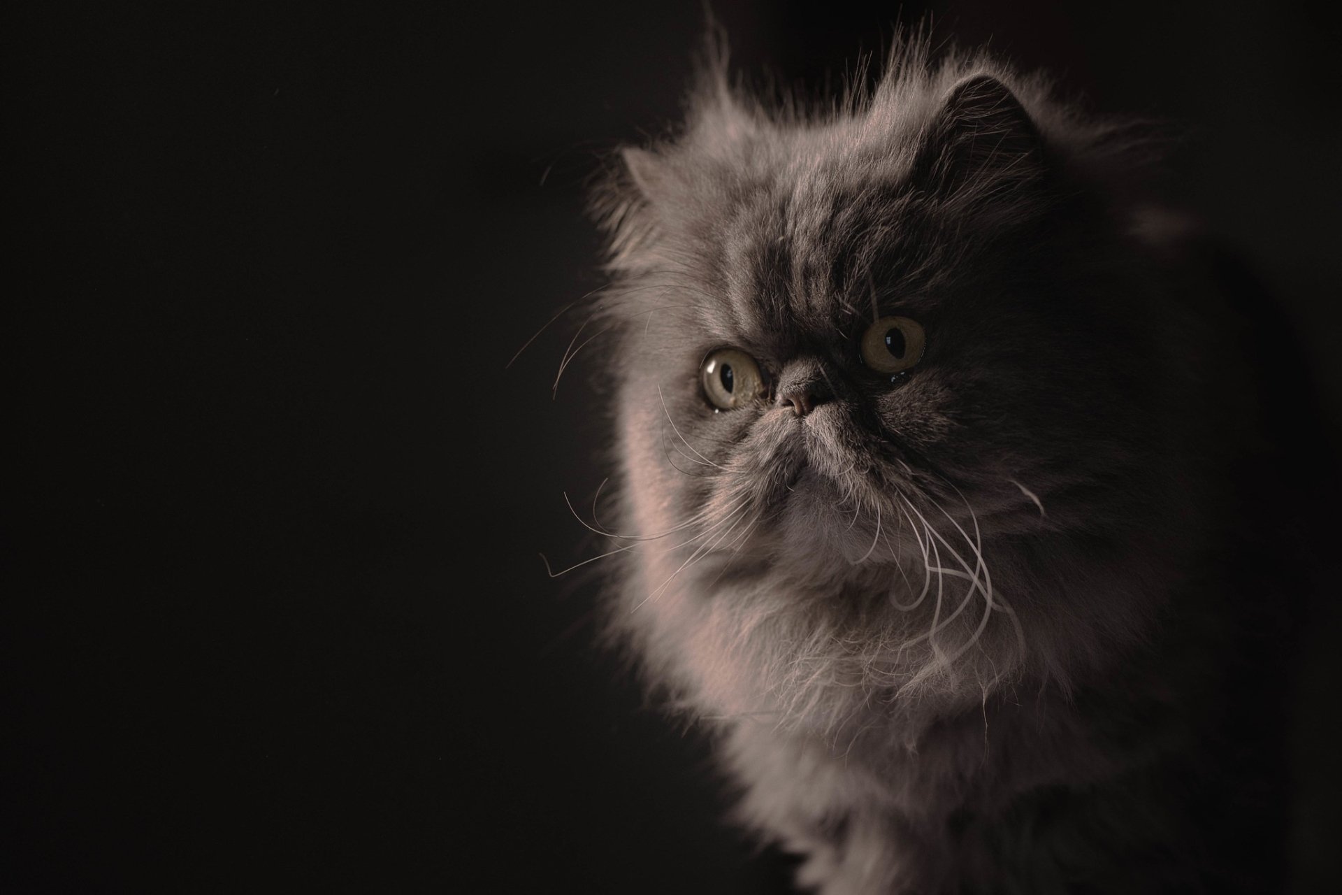 Download Animal Persian Cat HD Wallpaper