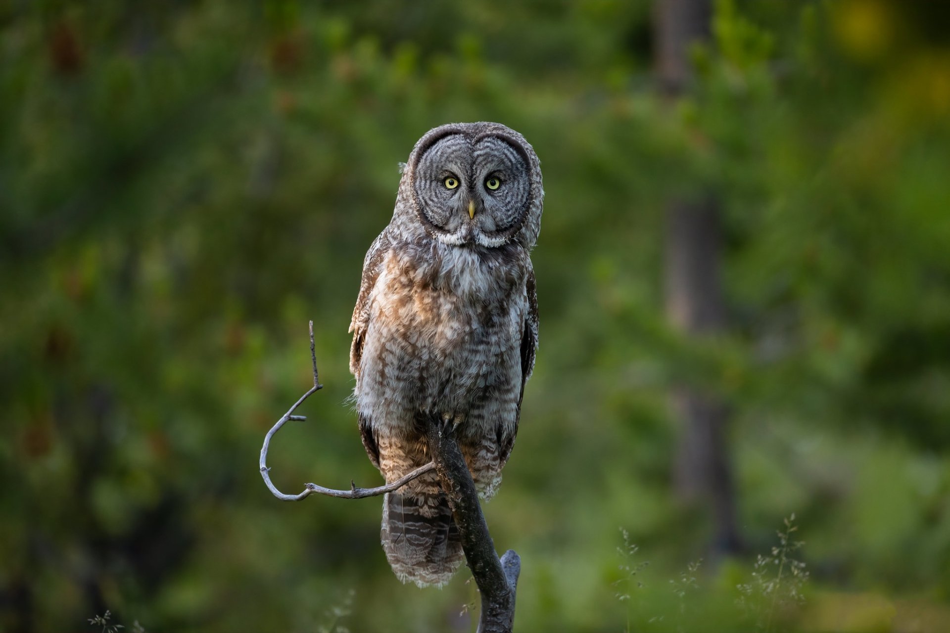 Download Tawny Owl Branch Bird Animal Owl HD Wallpaper