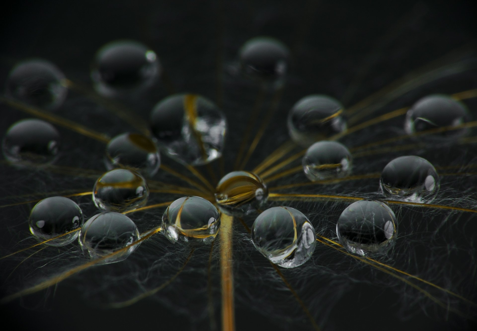 Download Dandelion Macro Nature Water Drop HD Wallpaper by Ganev Tsvetan