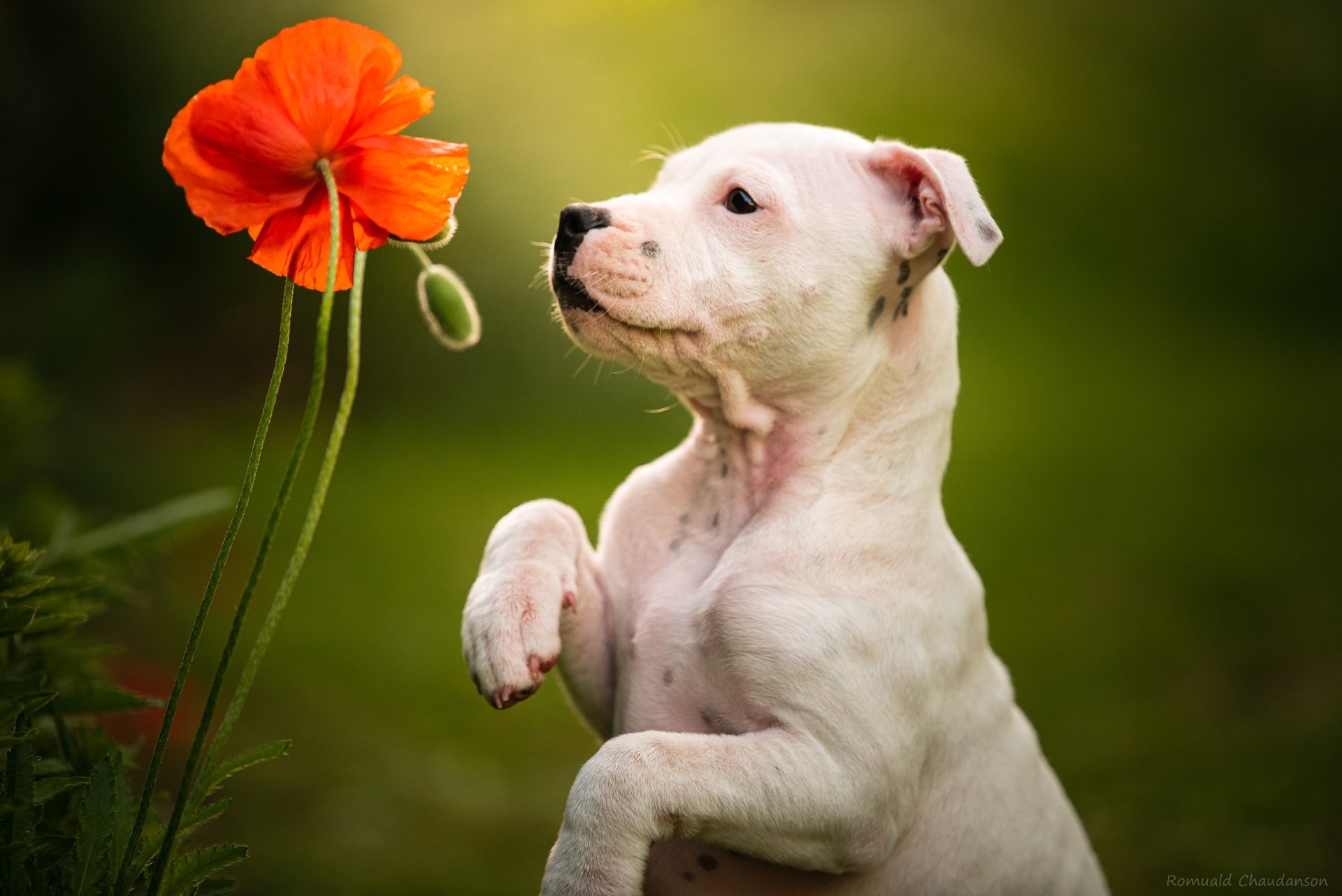 White Staffordshire Bull Terrier puppy sniffing a bright poppy flower with soft green bokeh — 2K Quad HD PC desktop wallpaper.