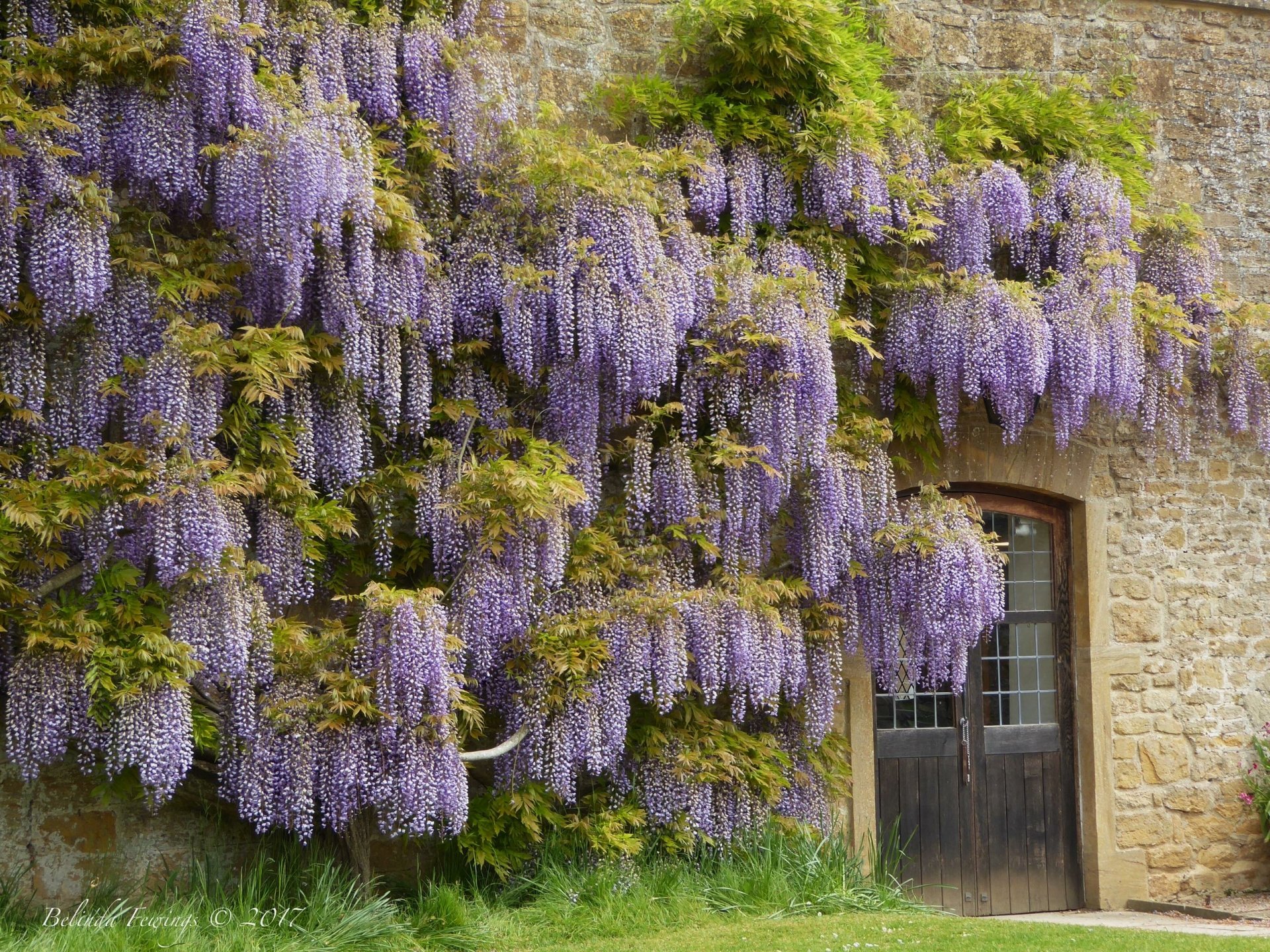 Nature Wisteria HD Wallpaper