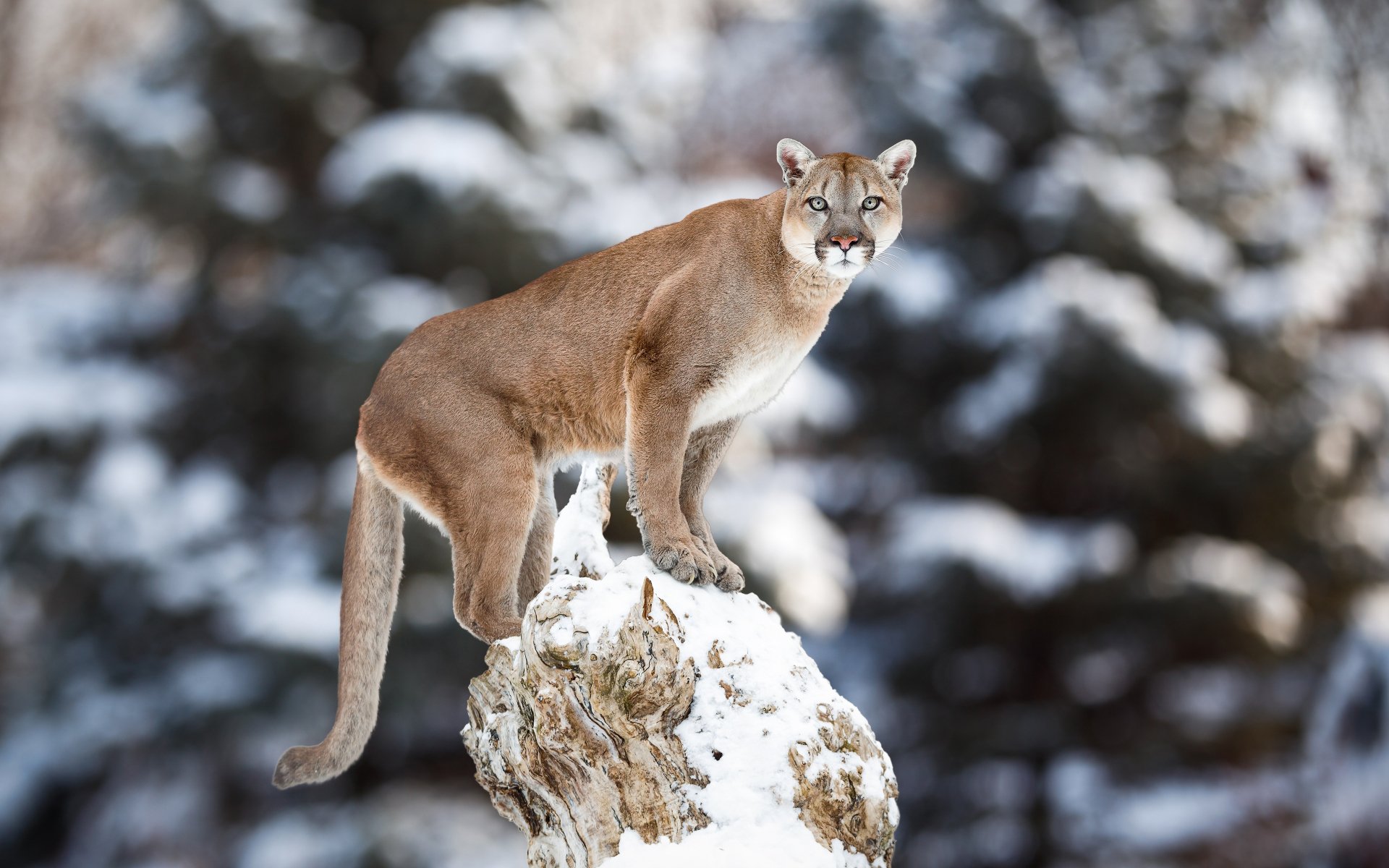 A majestic cougar stands on a snow-covered rock in a forest, captured in stunning 4K Ultra HD detail for PC desktop wallpaper.