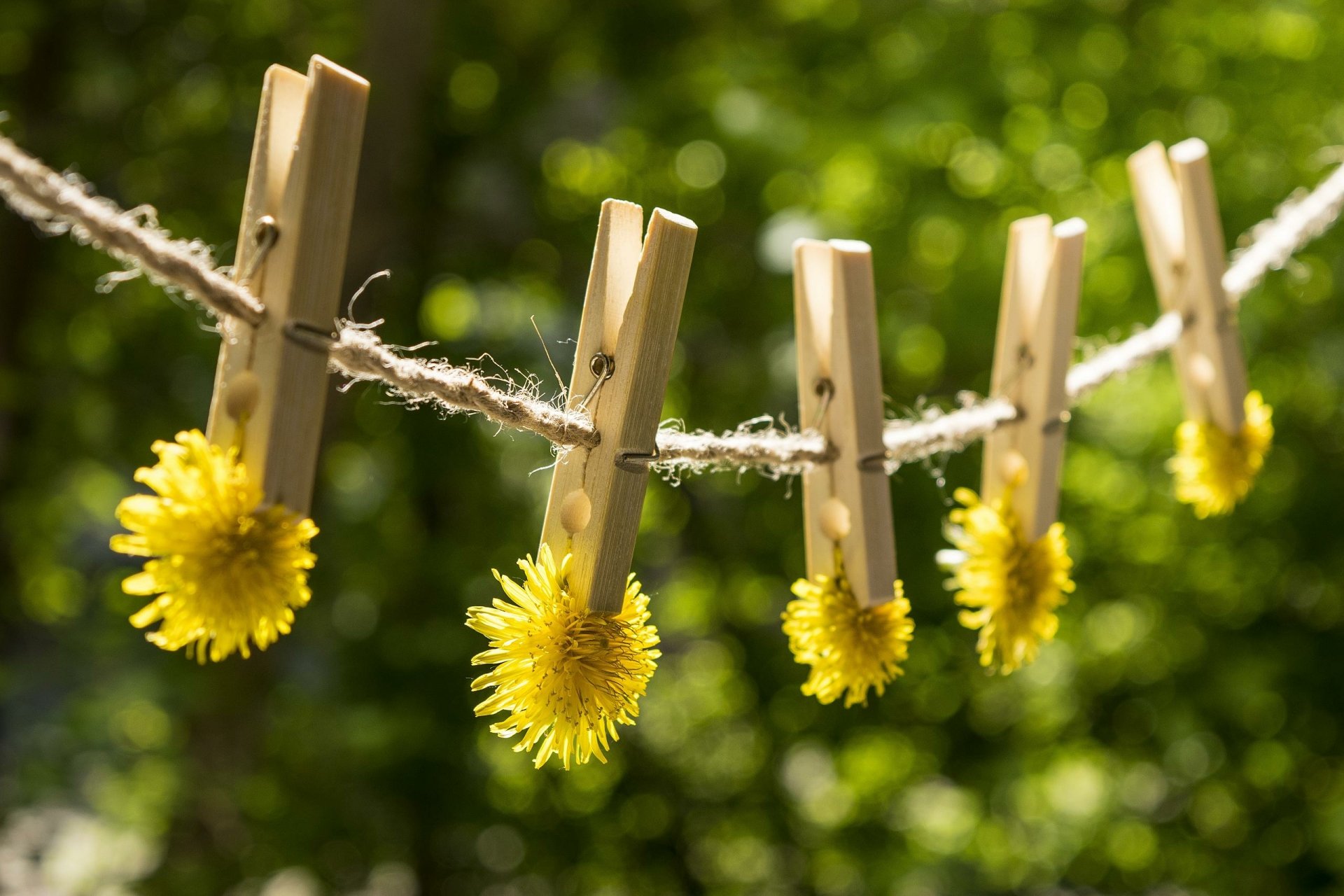 Download Flower Dandelion Man Made Clothes Pin HD Wallpaper