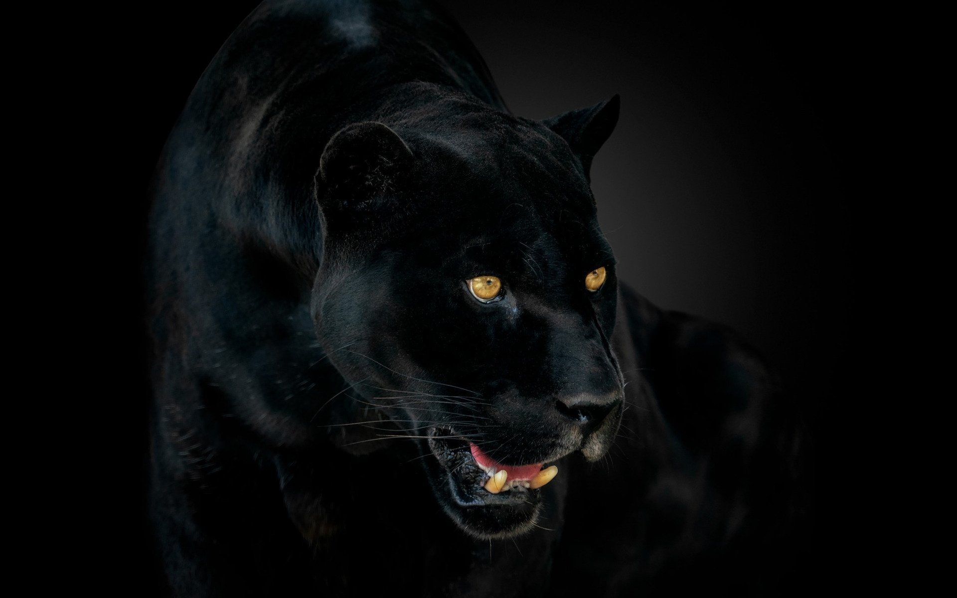 Animal Black Panther HD Wallpaper