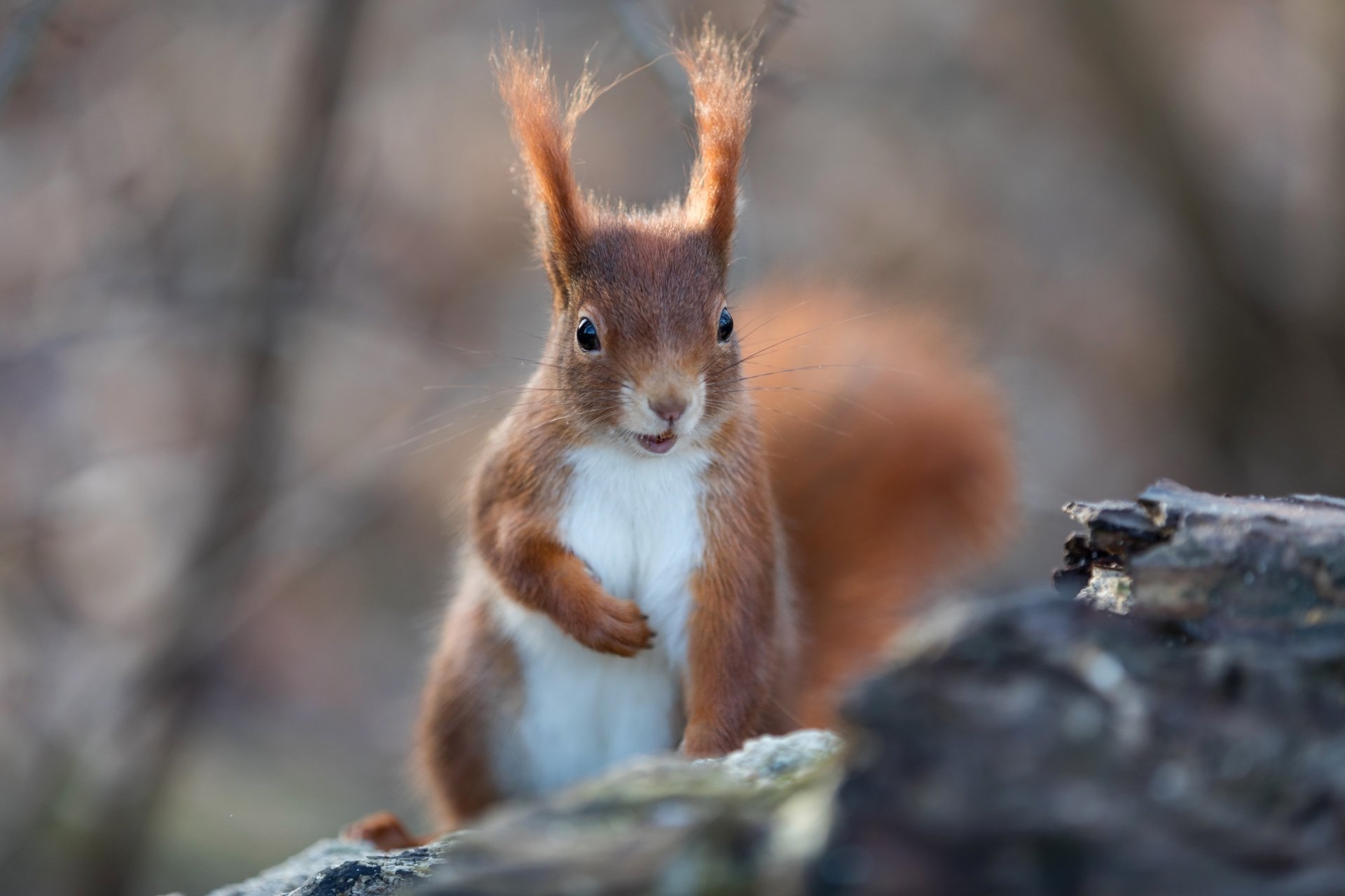 Download Rodent Animal Squirrel 4k Ultra HD Wallpaper