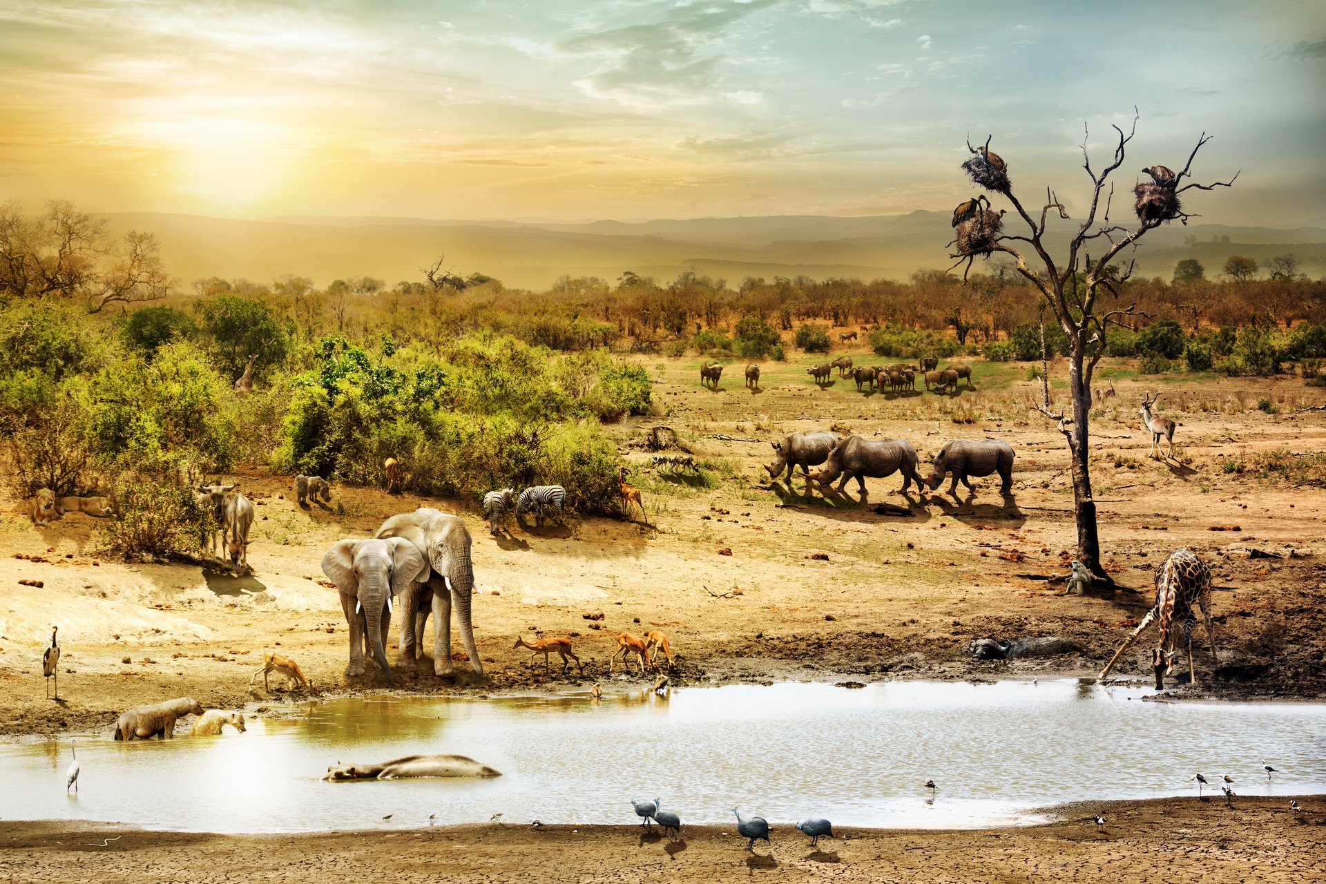 HD PC desktop wallpaper: fantasy safari scene in the African bush — an elephant drinks at a watering hole while zebras, a giraffe and birds gather.