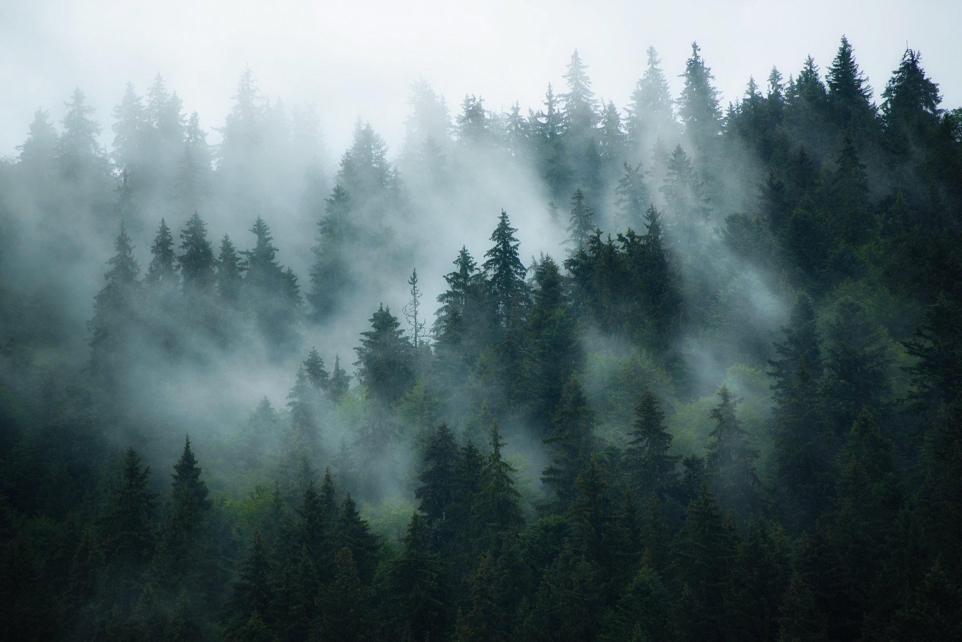 Wallpaper : forst, natur, nebel, Wald, fog, forest, mist, nature, woods,  eifel, tree, trees, baum, baume 2978x1980 - - 1038030 - HD Wallpapers -  WallHere