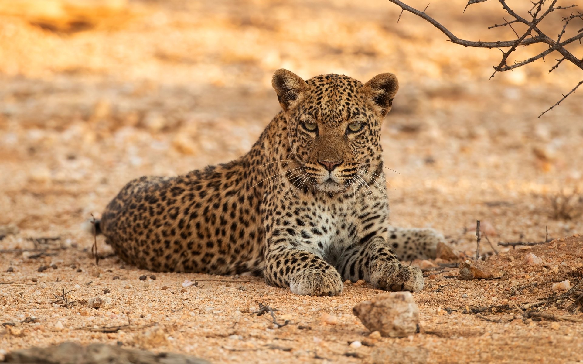 download-animal-leopard-hd-wallpaper