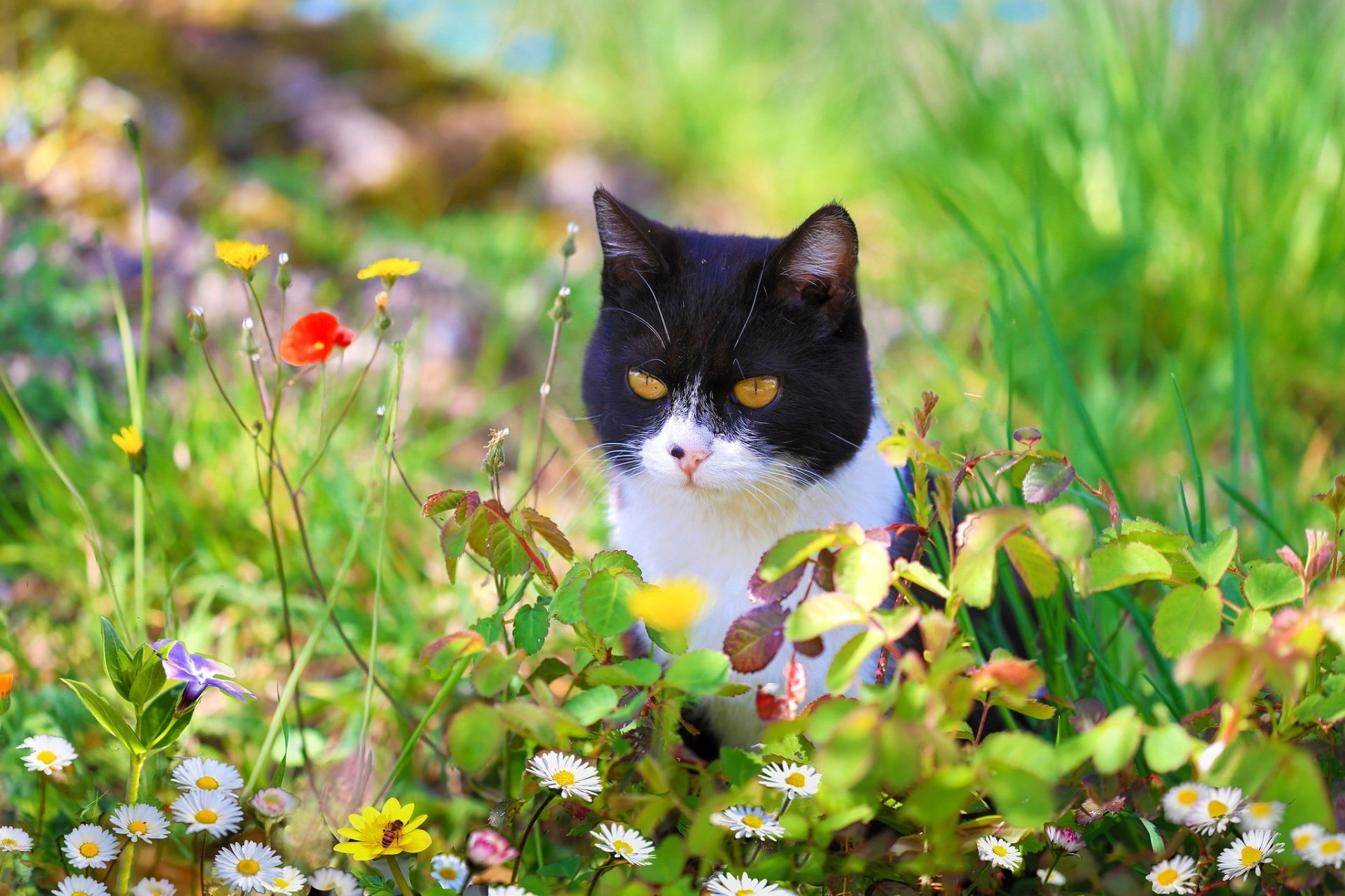 Animal Cat HD Wallpaper