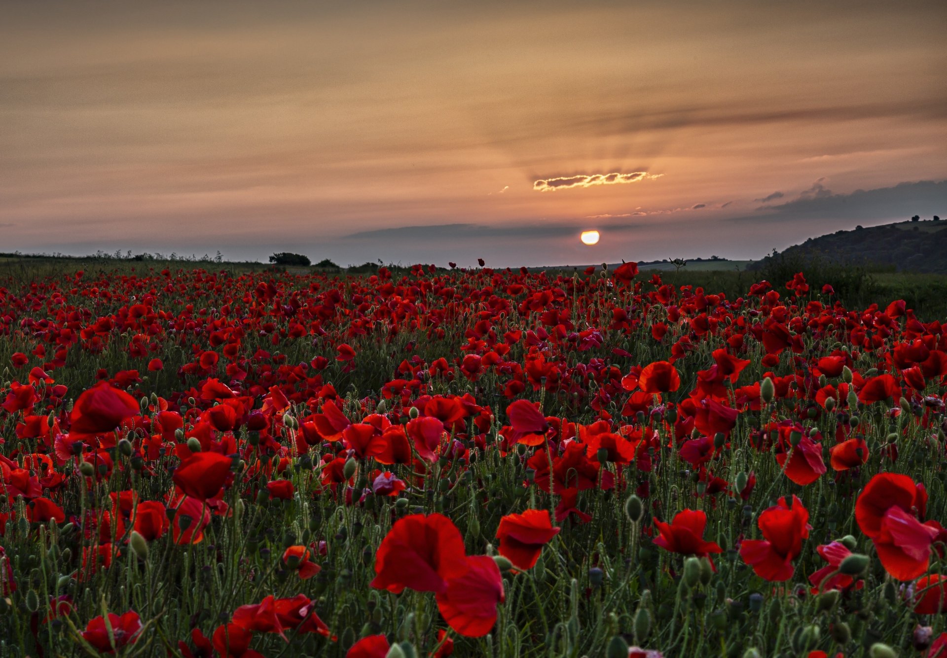 Download Summer Red Flower Nature Sunset Poppy Flower Summer Sunset 4k Ultra HD Wallpaper