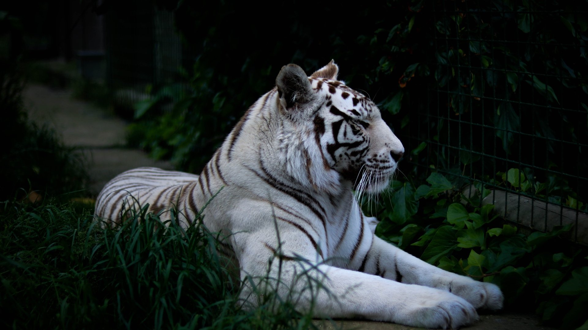 Download Animal White Tiger 4k Ultra HD Wallpaper