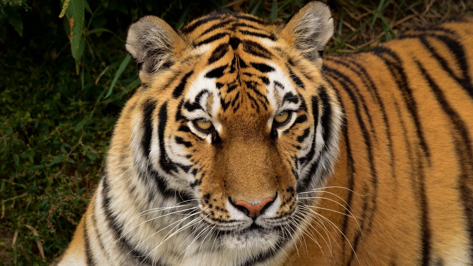 Animal Tiger 4k Ultra HD Wallpaper