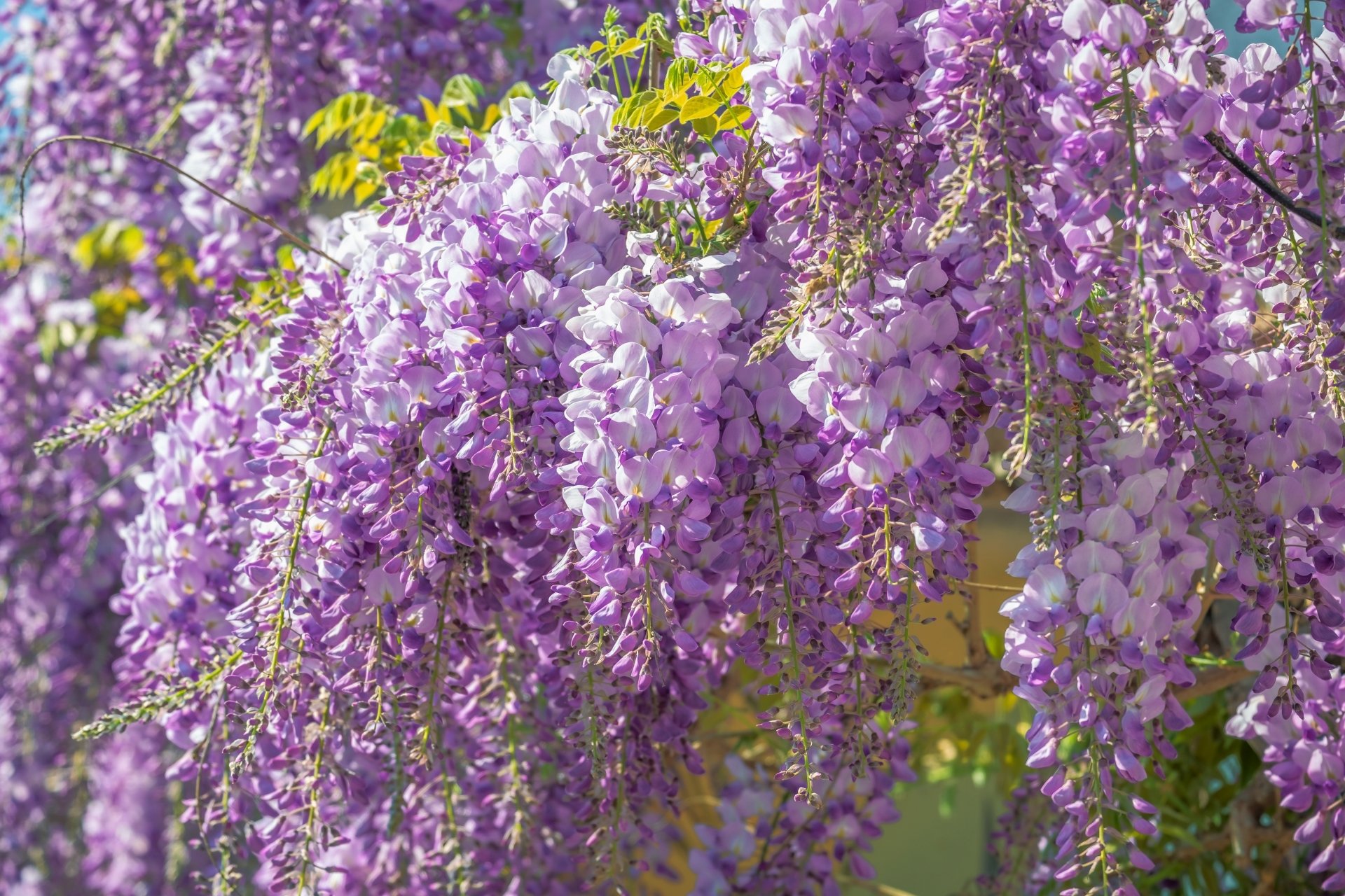 Vibrant purple wisteria blossoms cascading in full bloom, captured in stunning 4K Ultra HD for a nature-inspired PC desktop wallpaper background.
