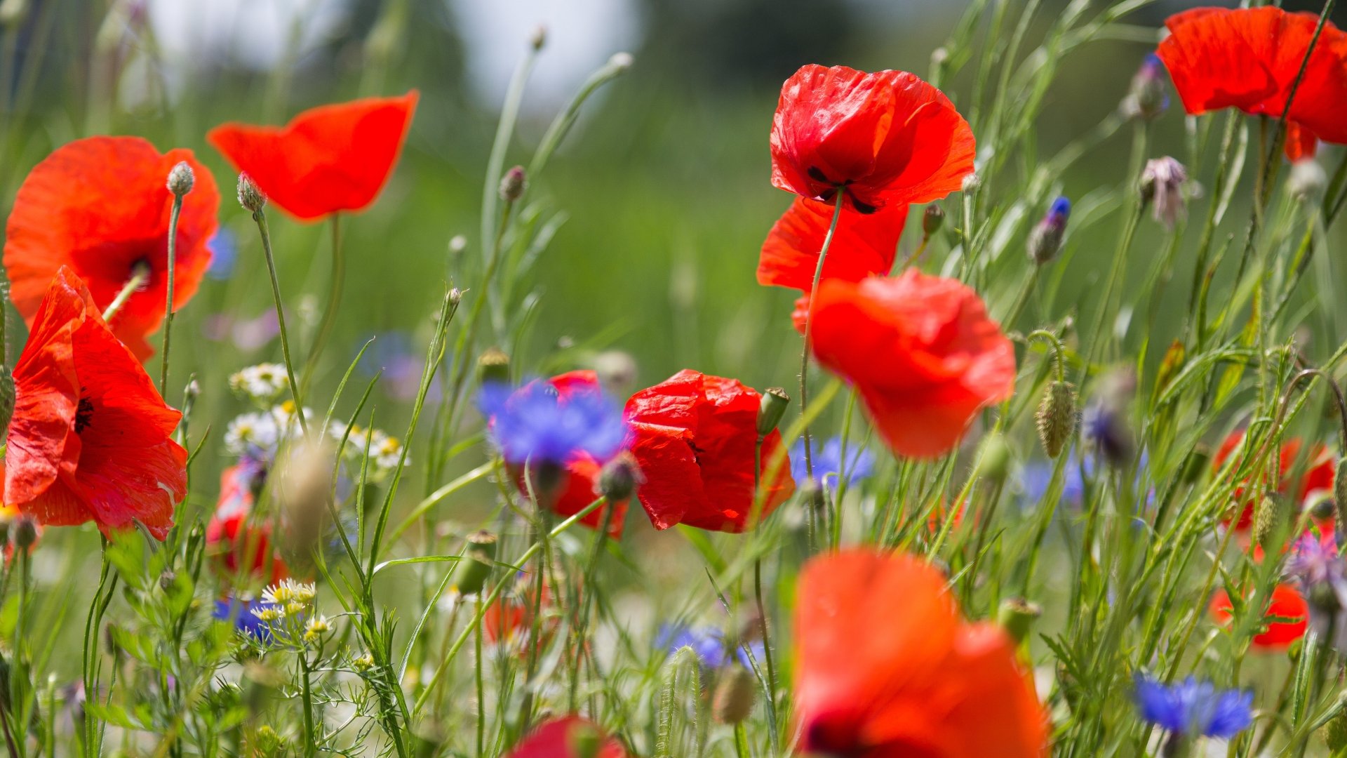 Download Cornflower Chamomile Meadow Flower Nature Poppy 4k Ultra HD Wallpaper