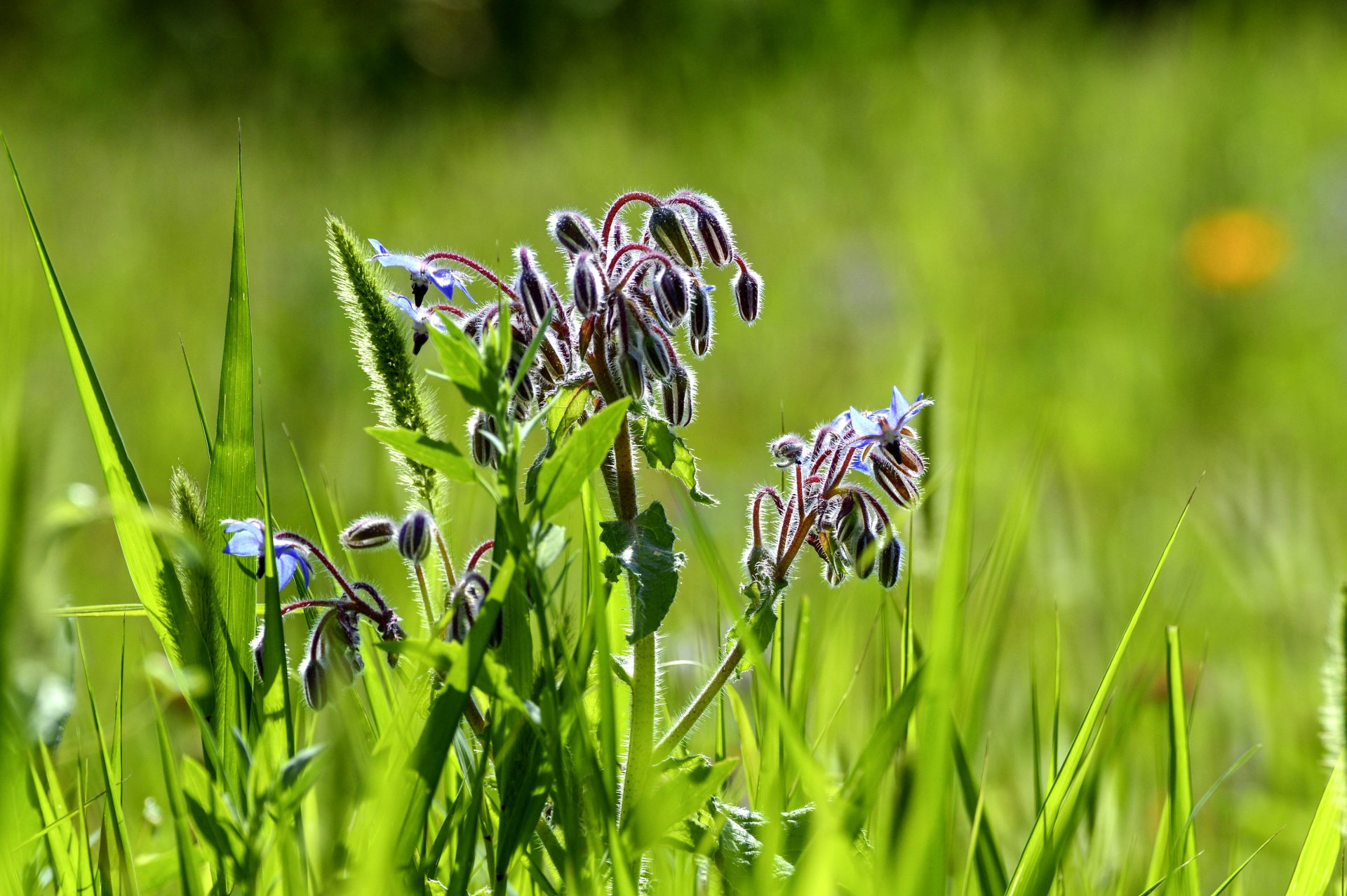 Download Nature Flower 4k Ultra HD Wallpaper | 4813x3200 | Wallpaper Abyss