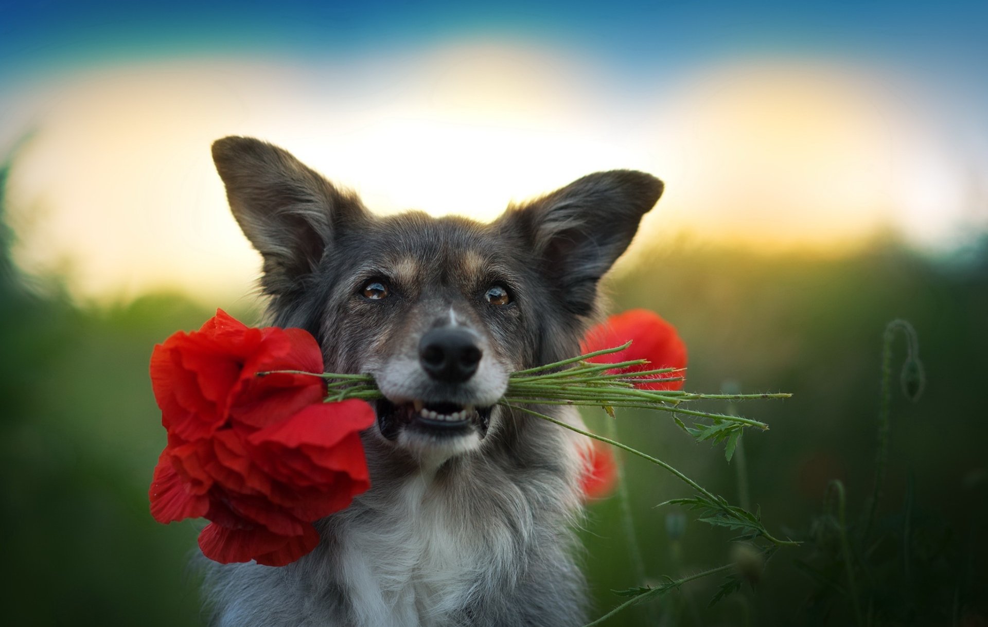 Download Poppy Animal Dog HD Wallpaper | 2048x1300 | Wallpaper Abyss