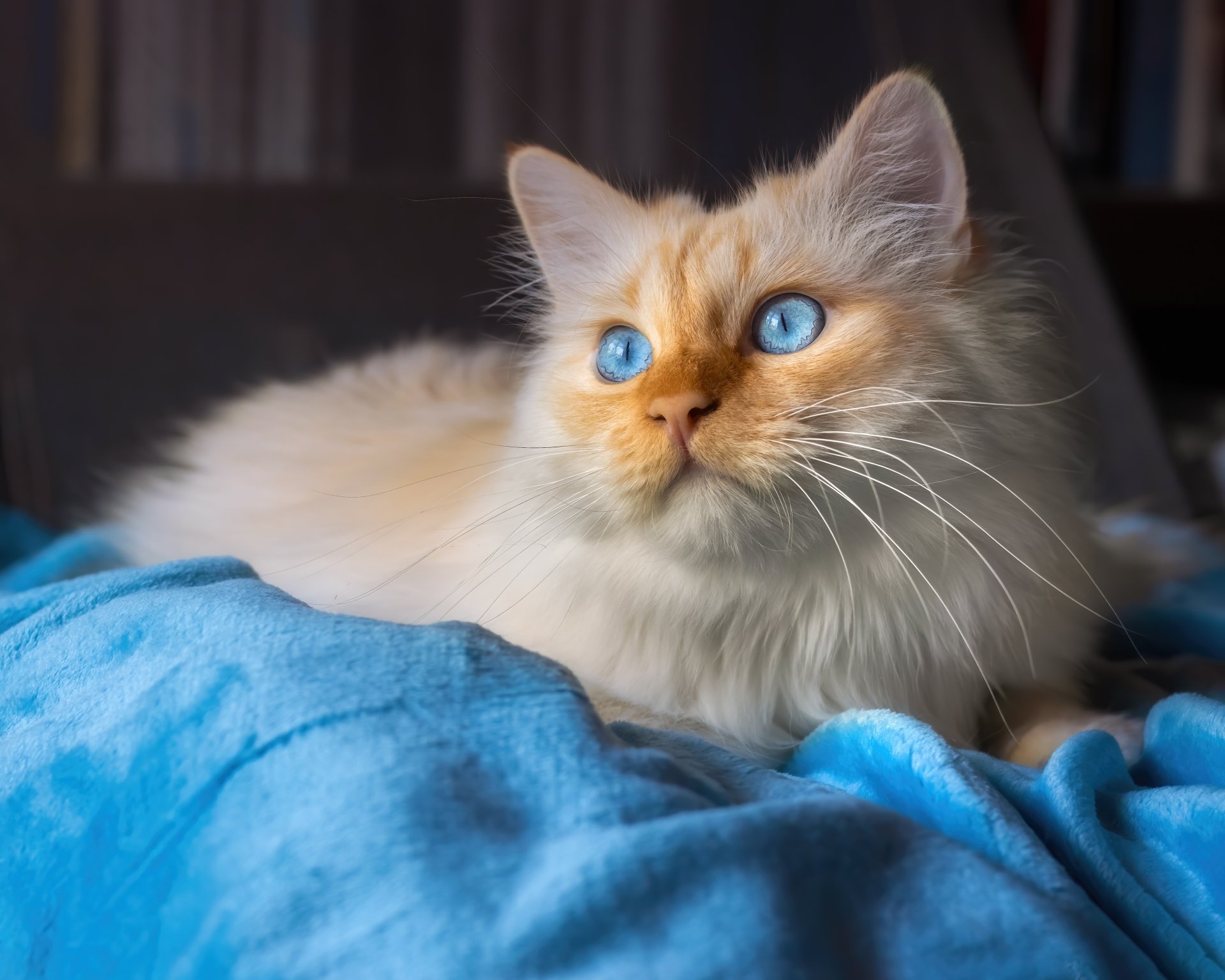 Download Animal Cat 4k Ultra HD Wallpaper