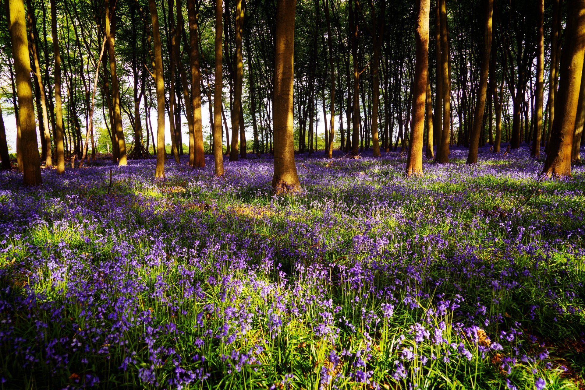 Download Flower Meadow Forest Bellflower Nature Spring 4k Ultra HD Wallpaper