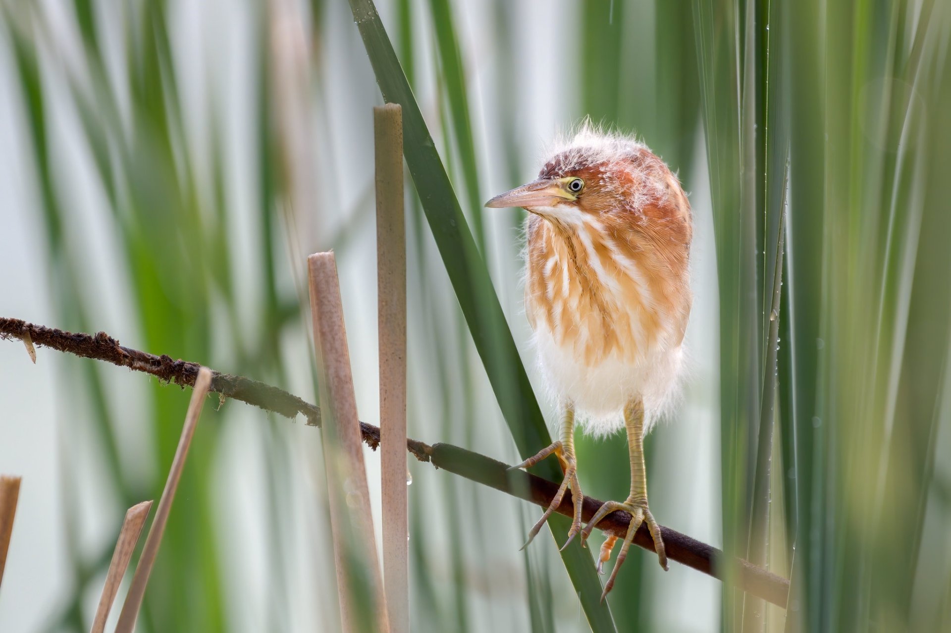 Download Chick Bird Animal Heron HD Wallpaper