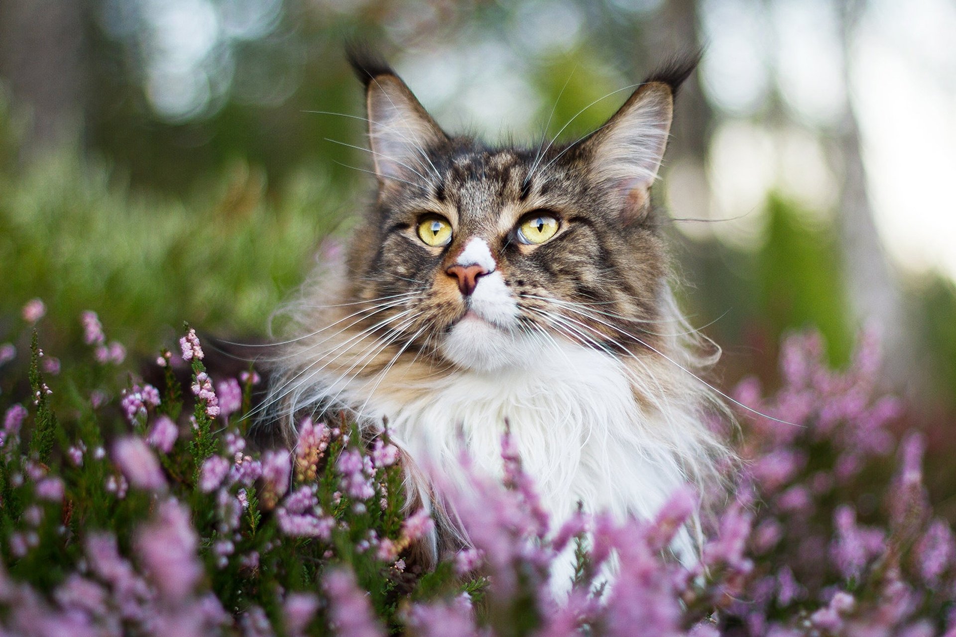 Download Heather Maine Coon Animal Cat HD Wallpaper